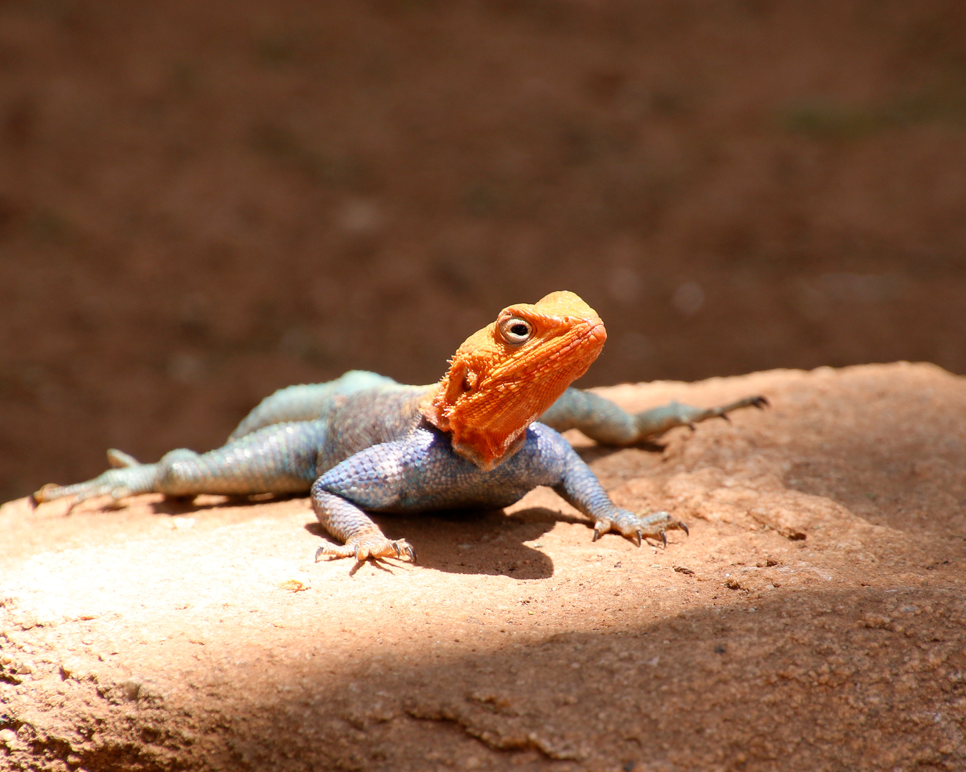 Agama Lizard ©MomentsbyHeatherNicole