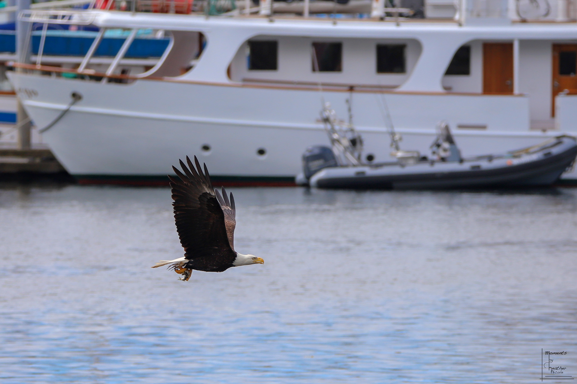 Fisherman ©MomentsbyHeatherNicole