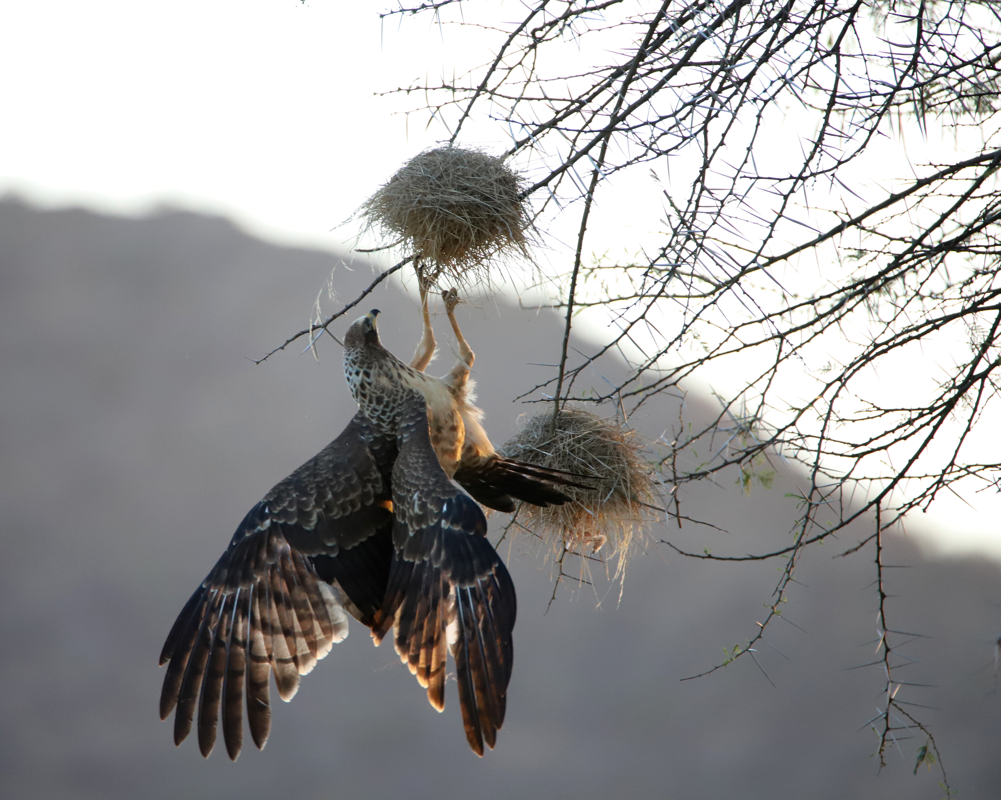 African Hawk Eagle ©MomentsbHeatherNicole
