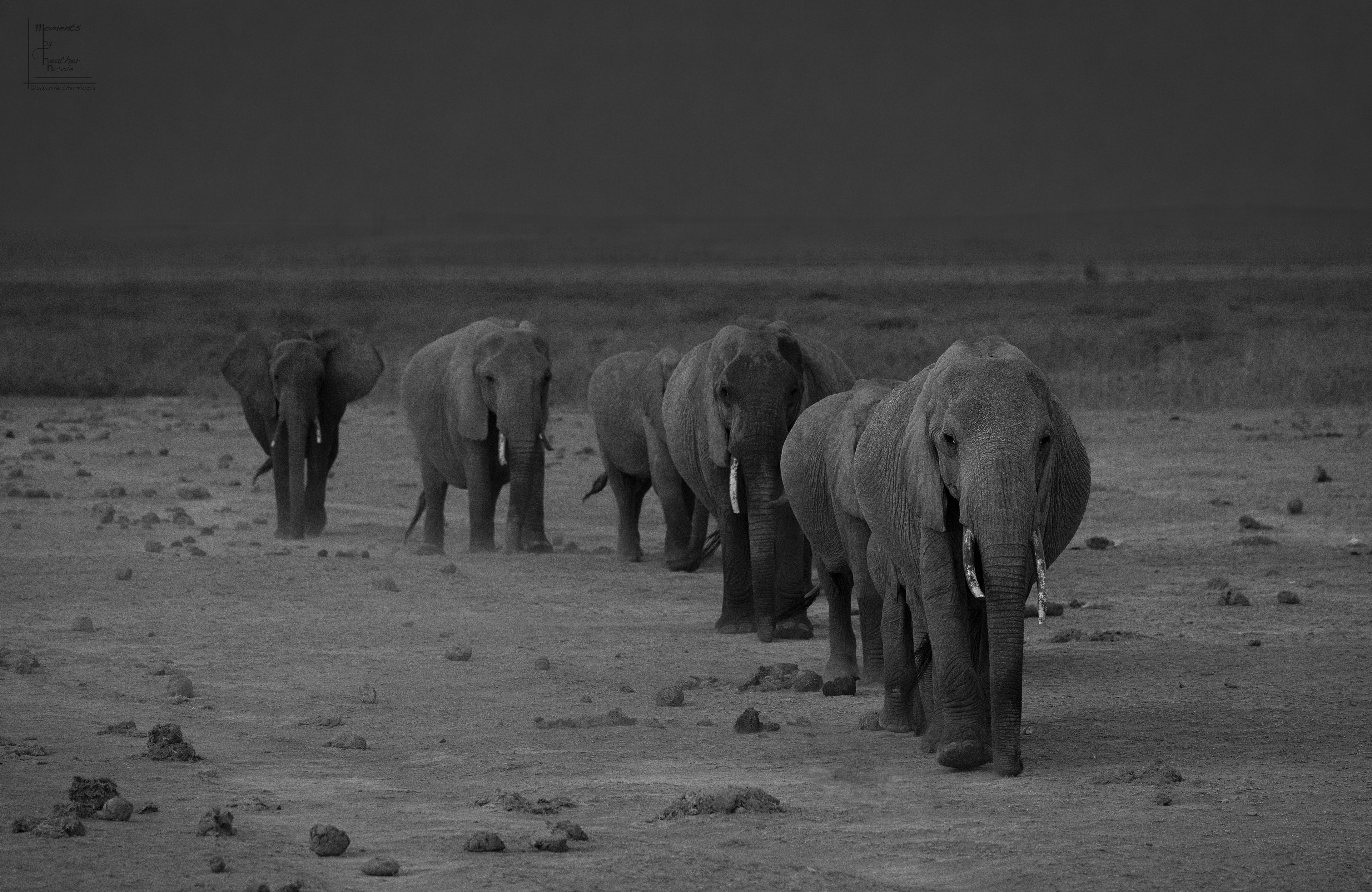 An Evening Stroll  - ©MomentsbyHeatherNicole