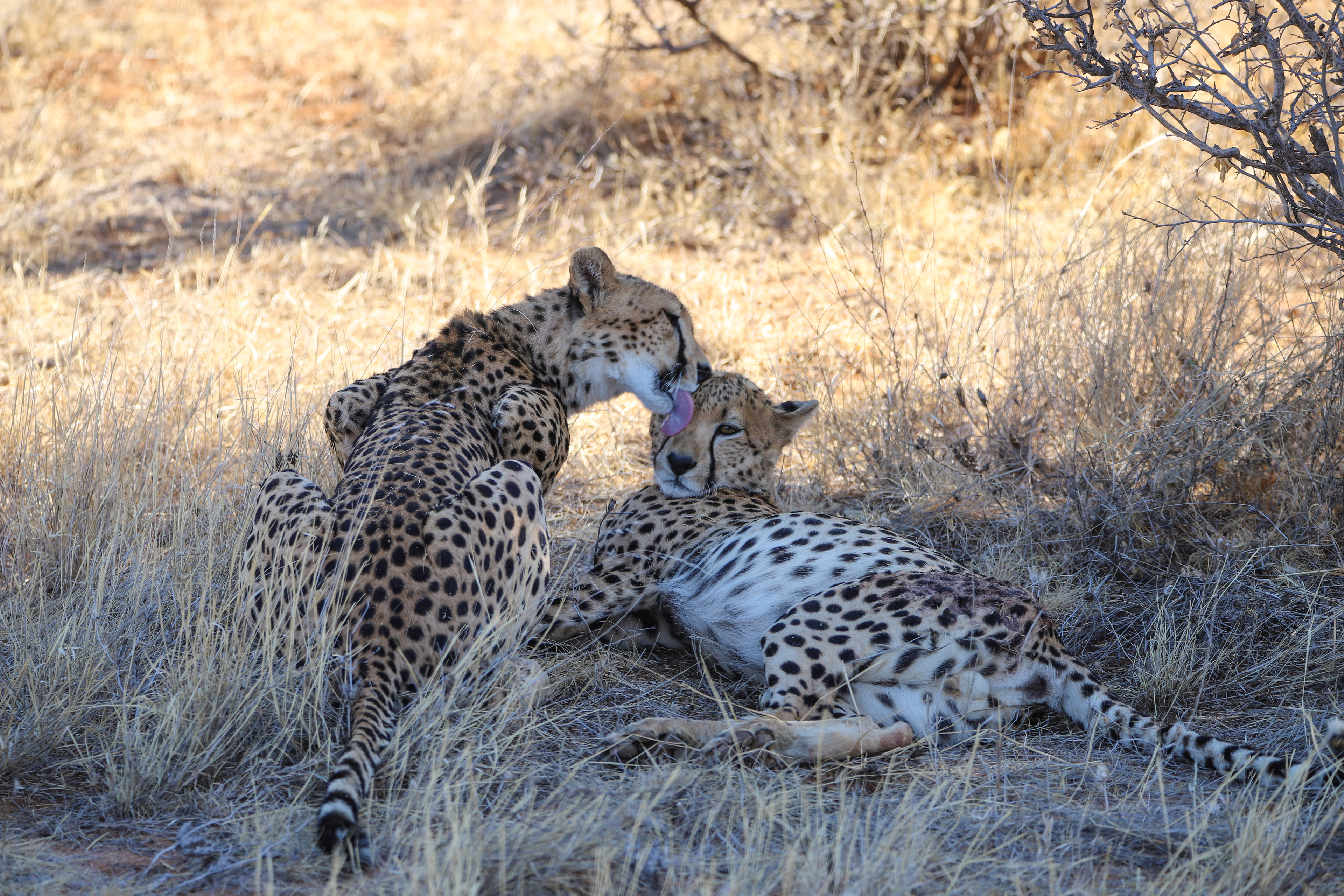 Cheetah Kiss ©MomentsbHeatherNicole