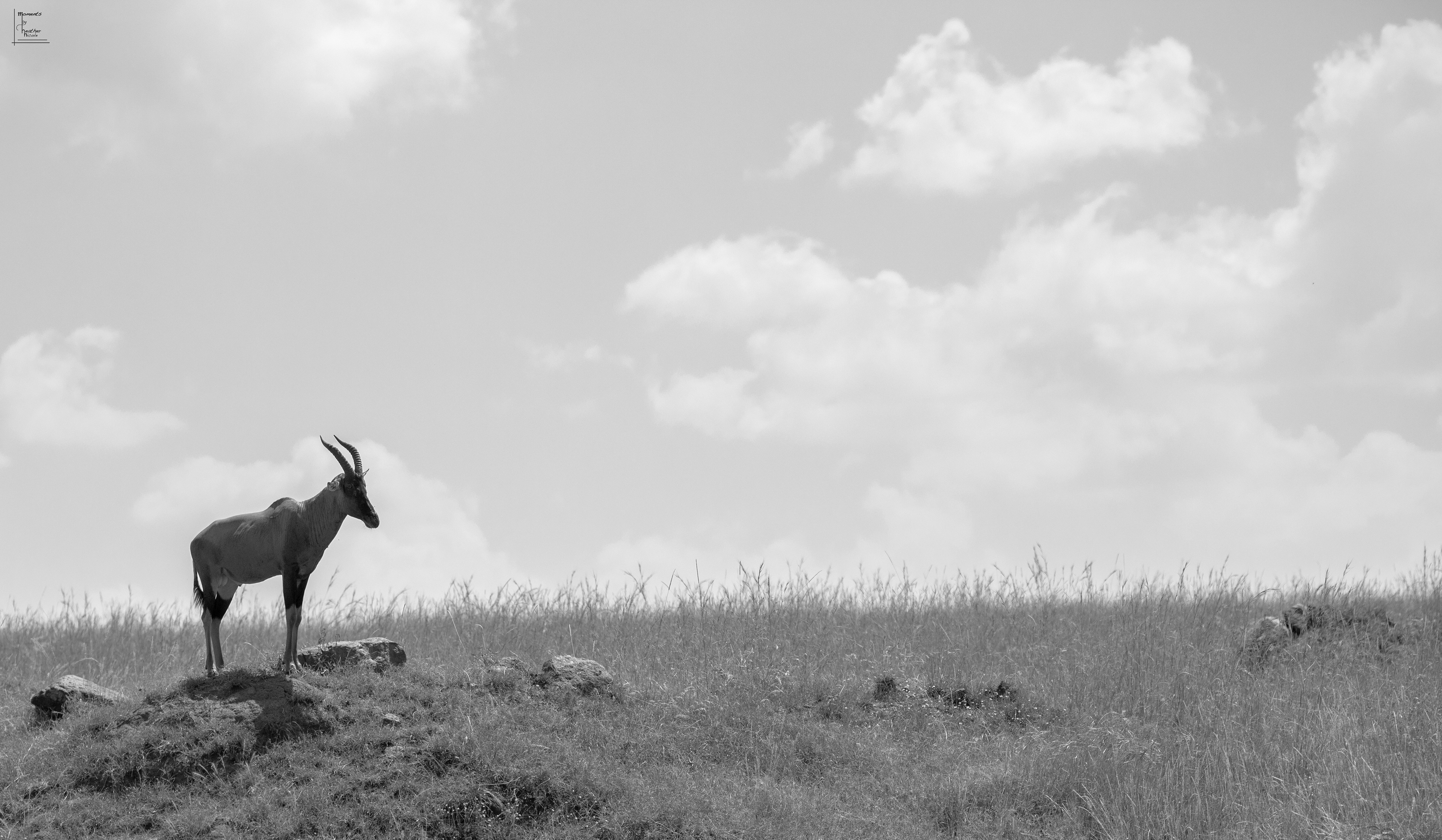 The Watcher - ©MomentsbyHeatherNicole