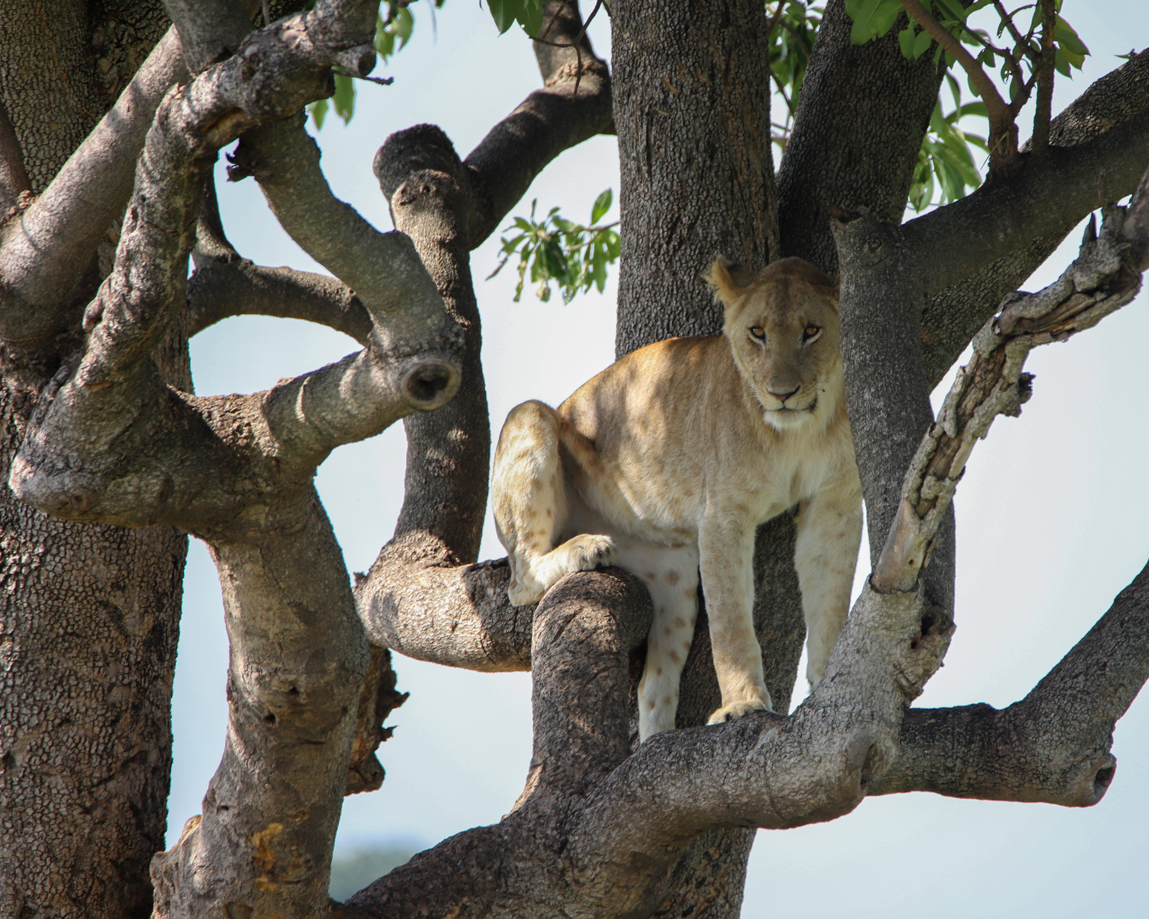 Lion Climb ©MomentsbyHeatherNicole