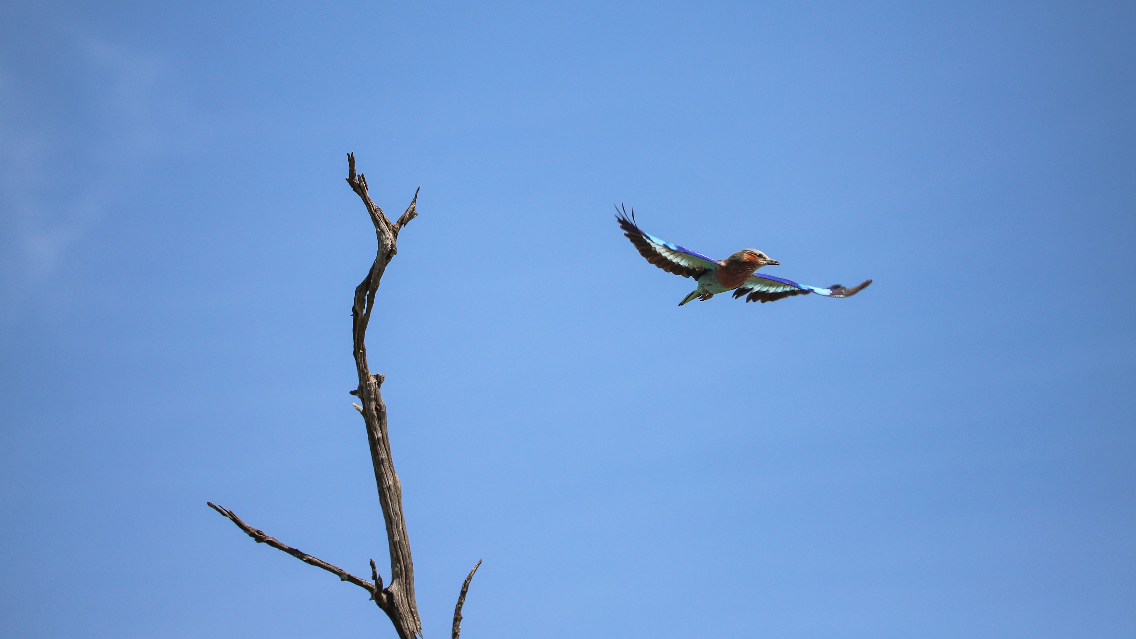 Lilac-Breasted Roller Flight ©MomentsbyHeatherNicole