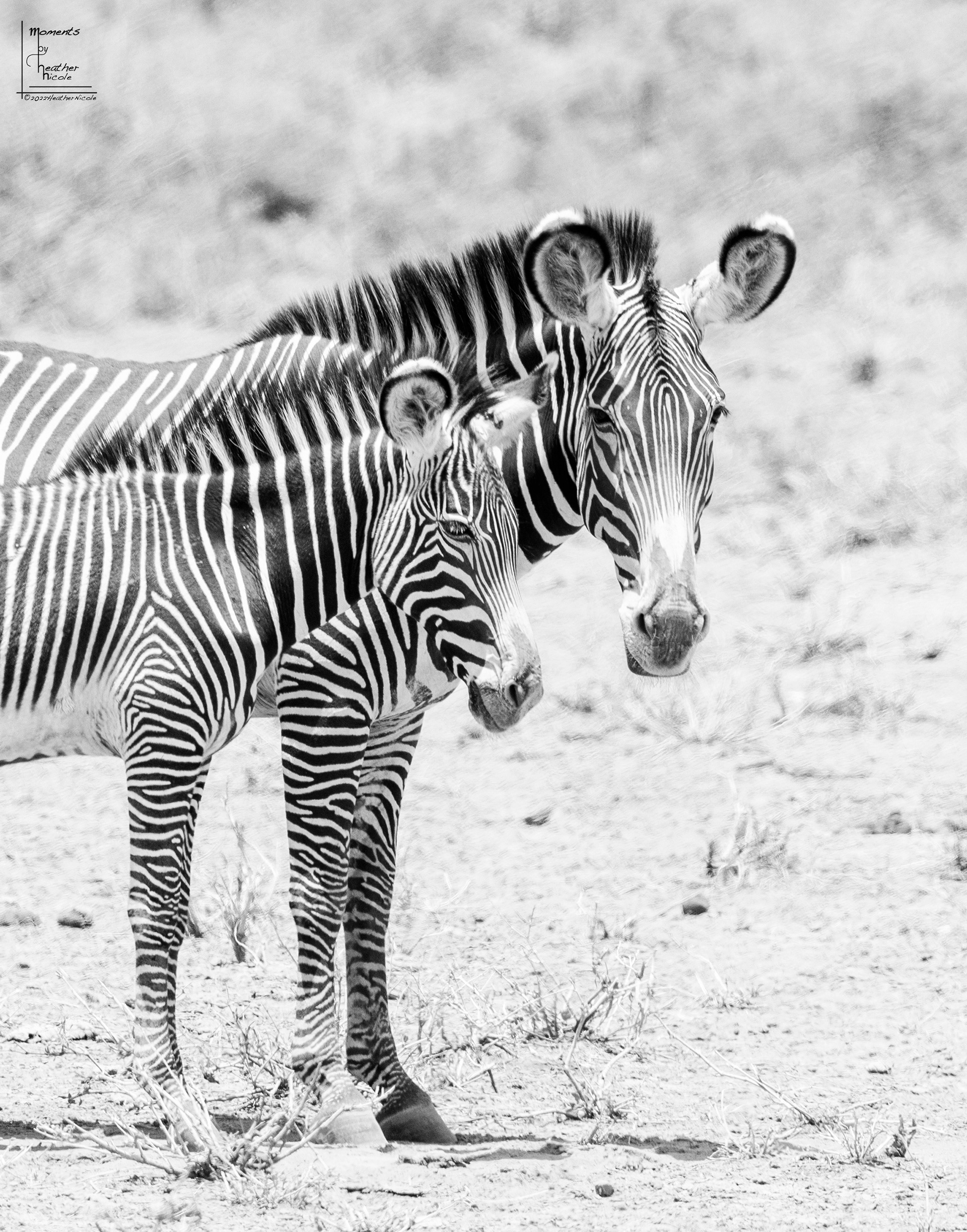 Grevy's Zebra ©MomentsbyHeatherNicole