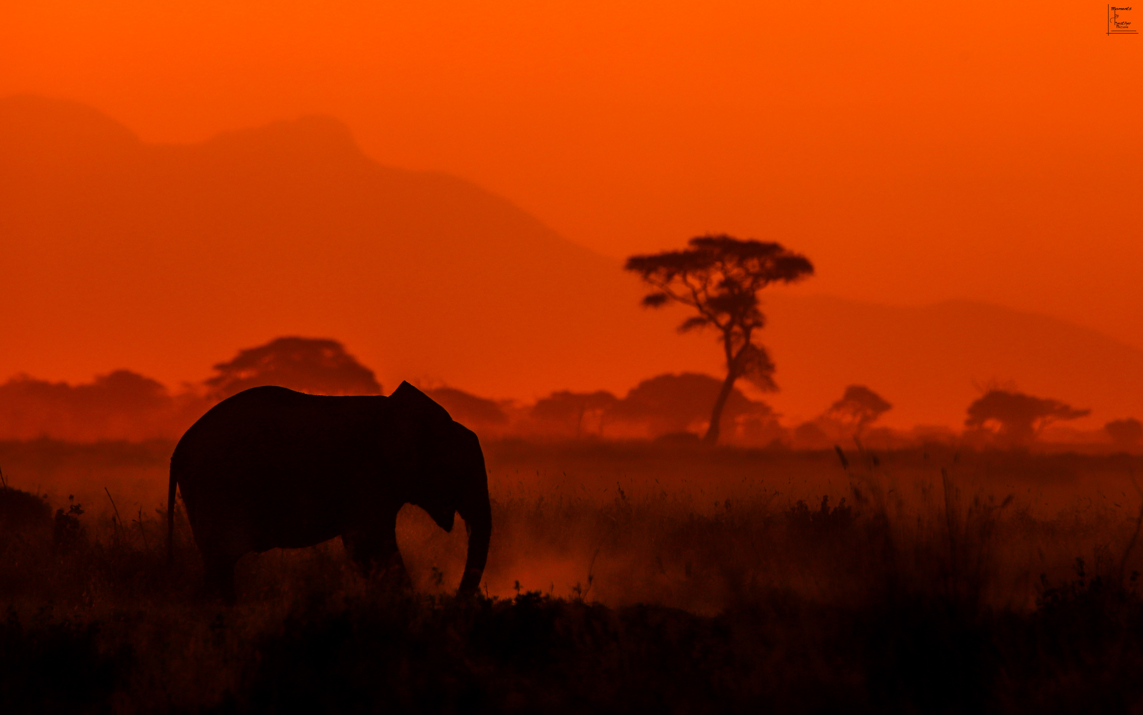 Elephant Sunset