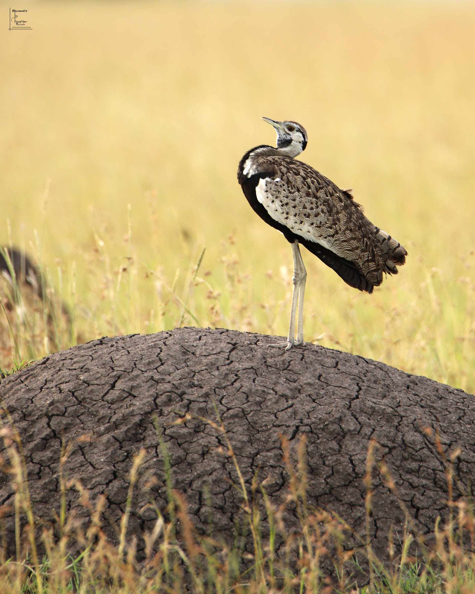 Black Bellied Bustard - ©MomentsbyHeatherNicole