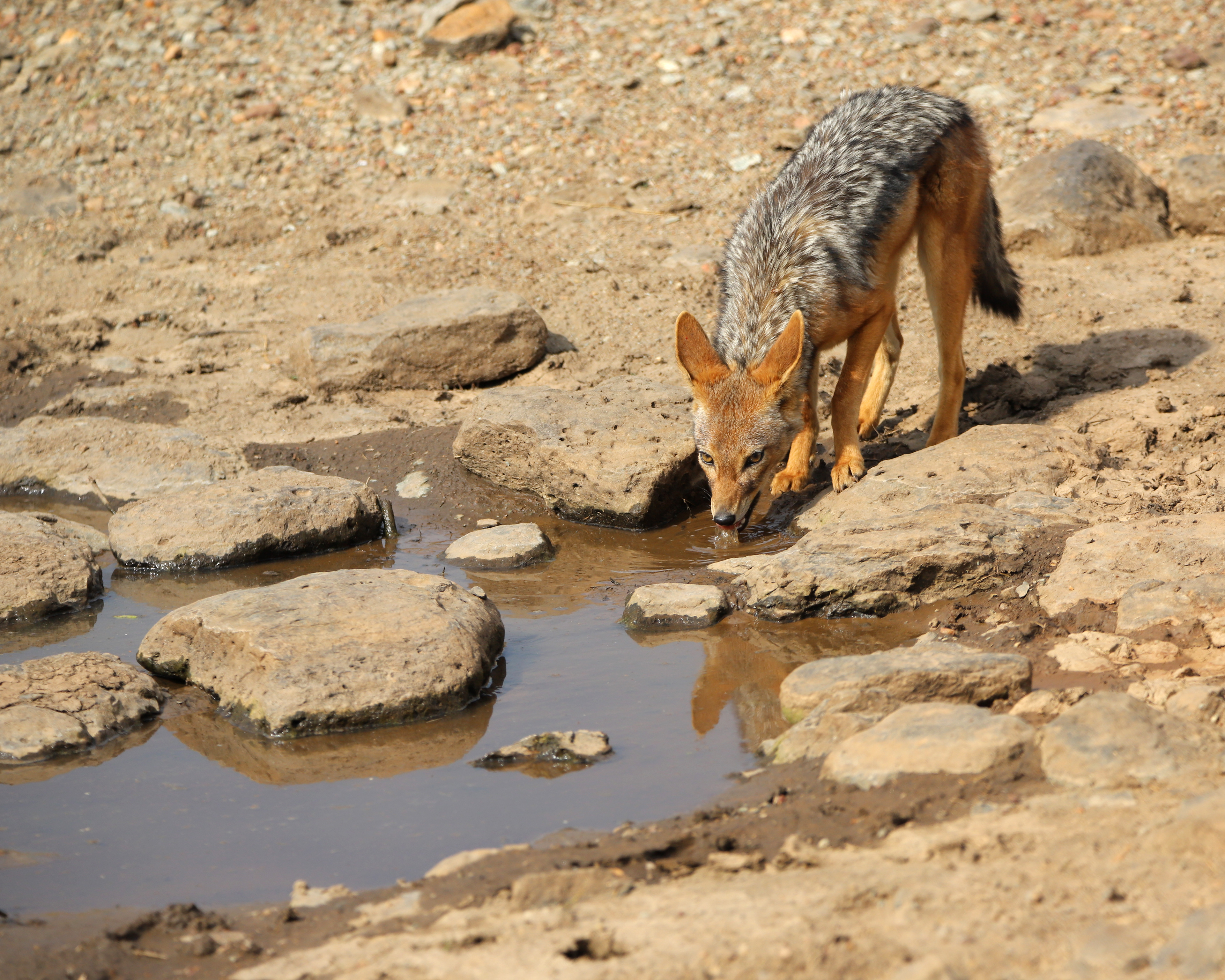 Thirsty Jackal ©MomentsbyHeatherNicole
