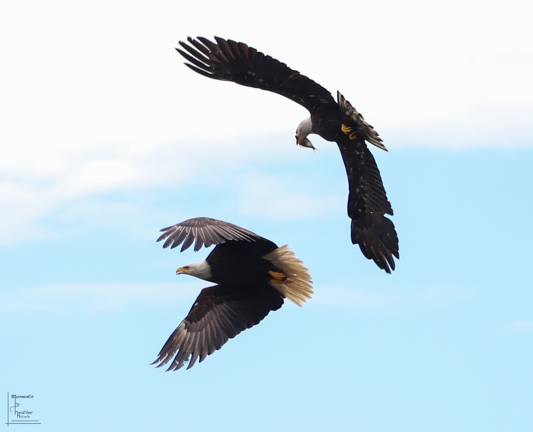 Bald Eagle Fish Fight