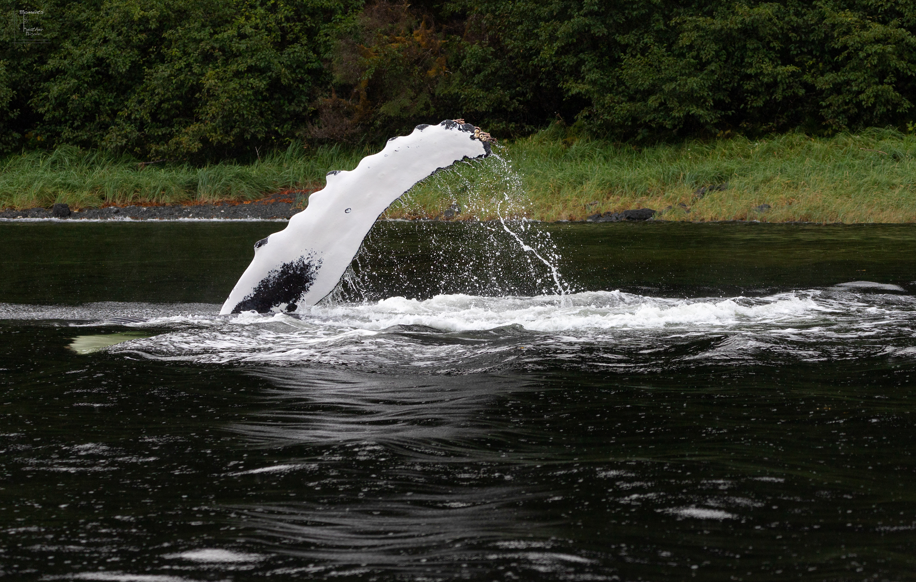 Whale Wave