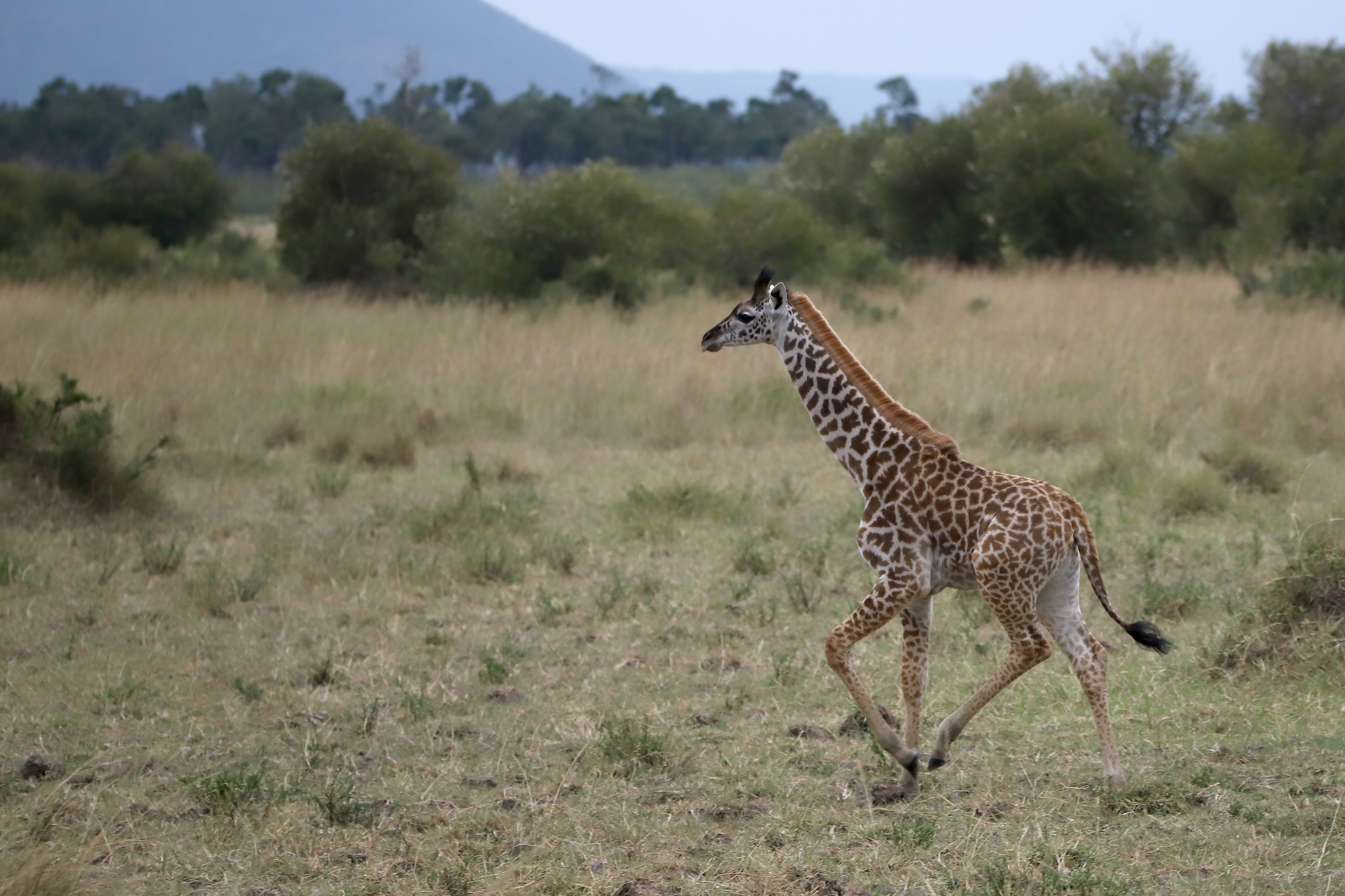 Frolicking ©MomentsbyHeatherNicole