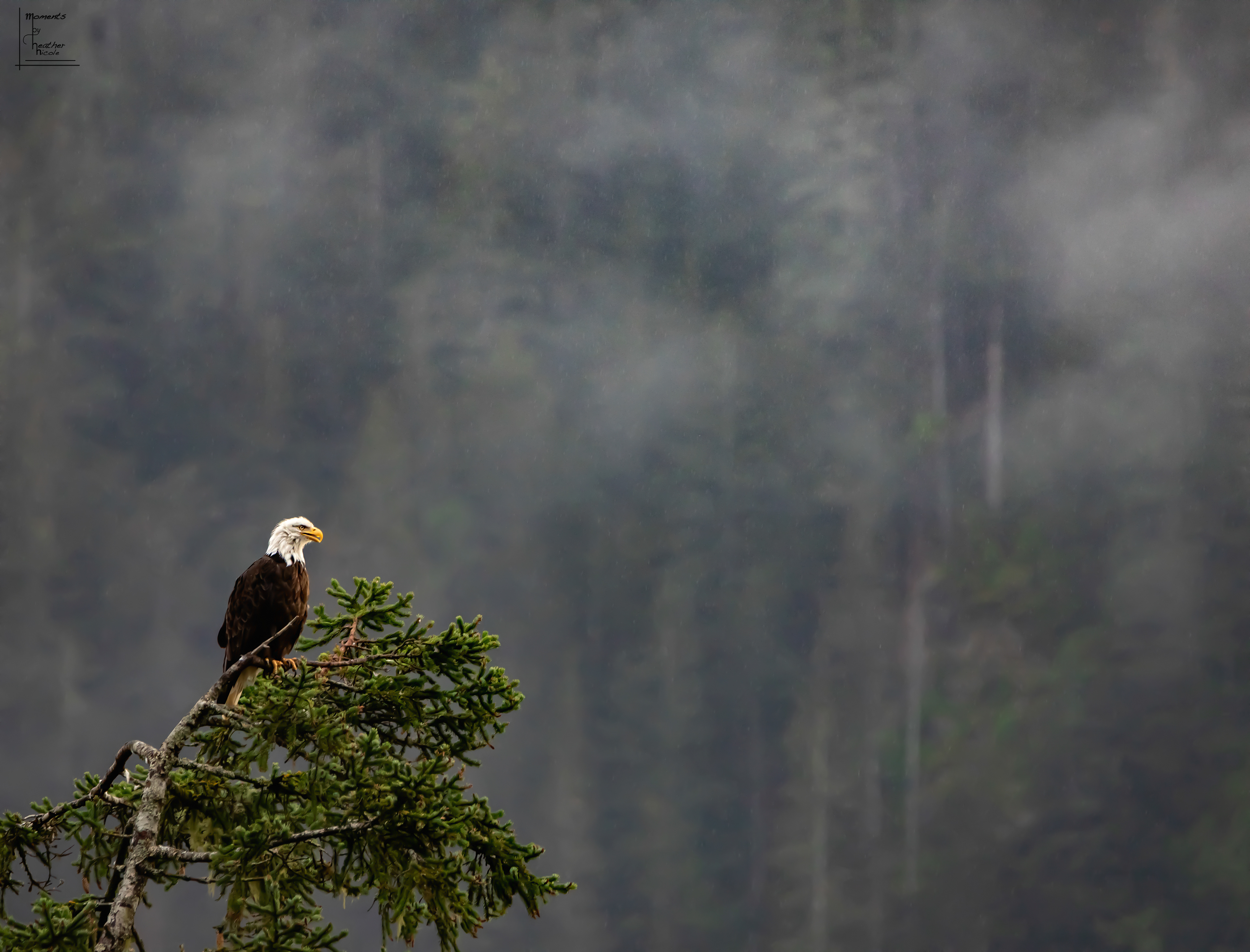 In The Elements - ©MomentsbyHeatherNicole