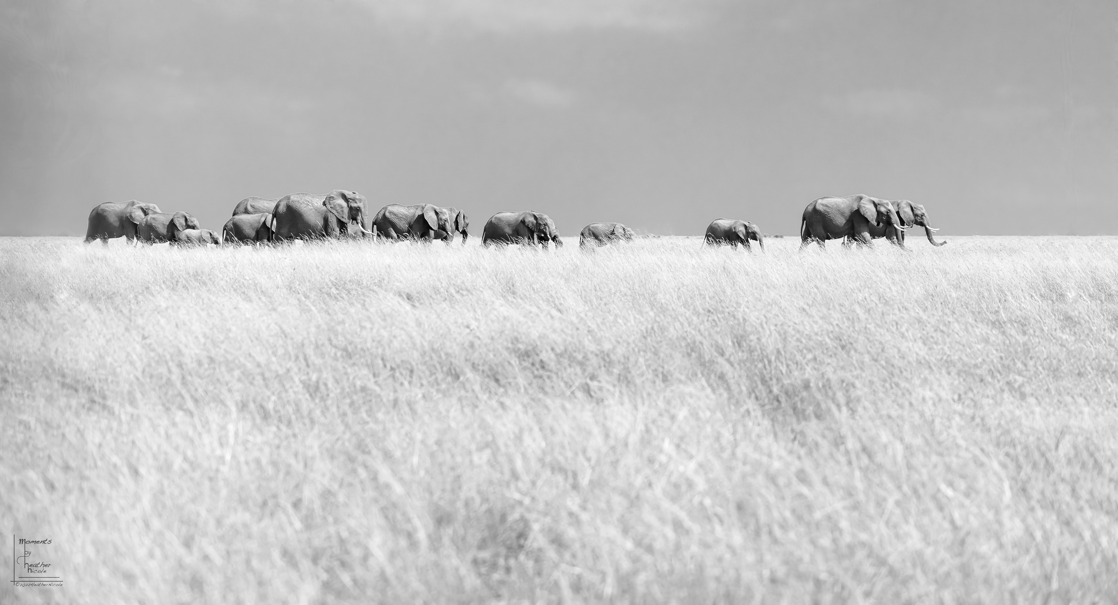 A family of African elephants (Loxodonta africana) follows the matriarch through the tall grass of the Masai Mara.