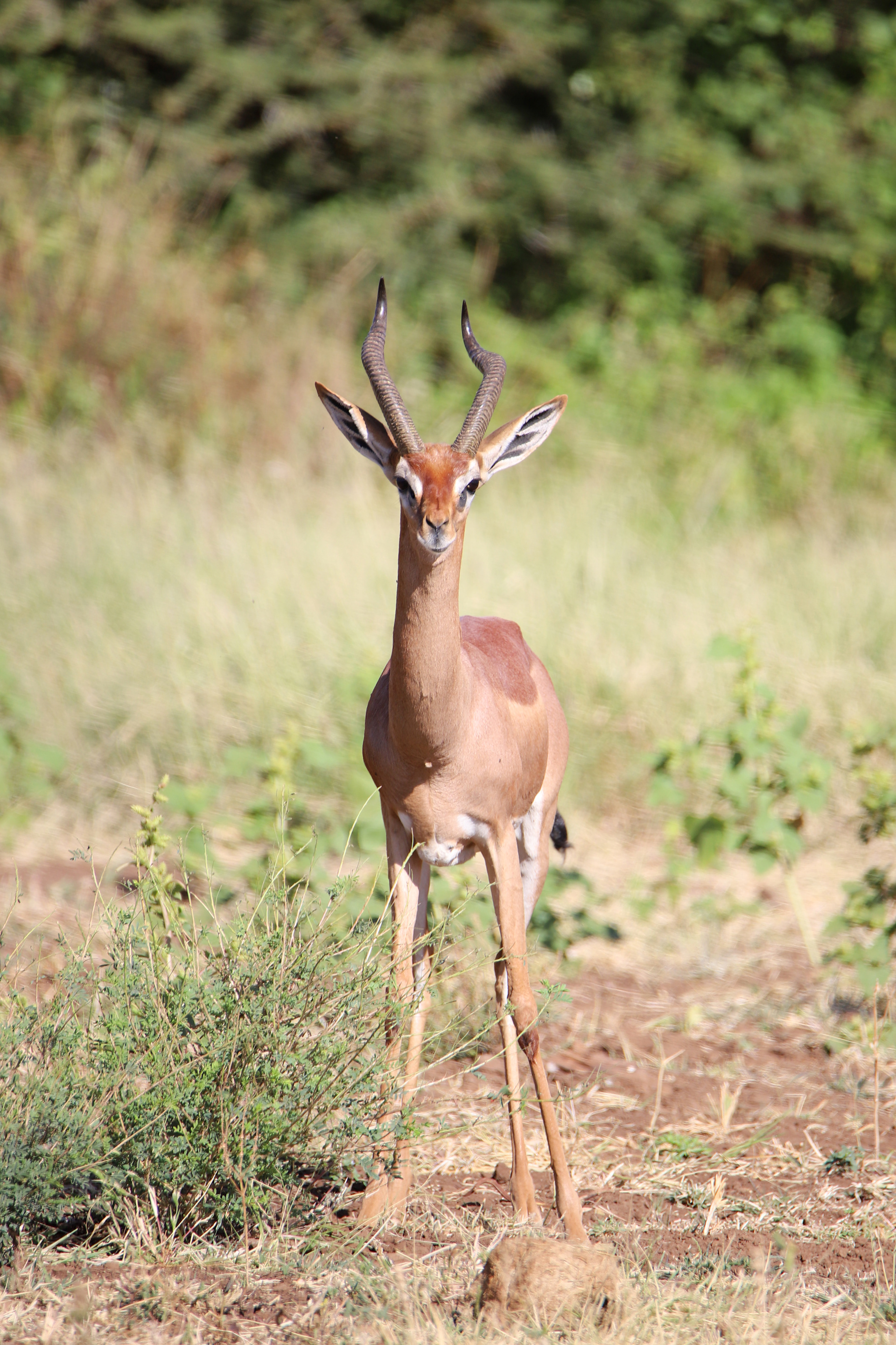 Gerenuk Look ©MomentsbyHeatherNicole