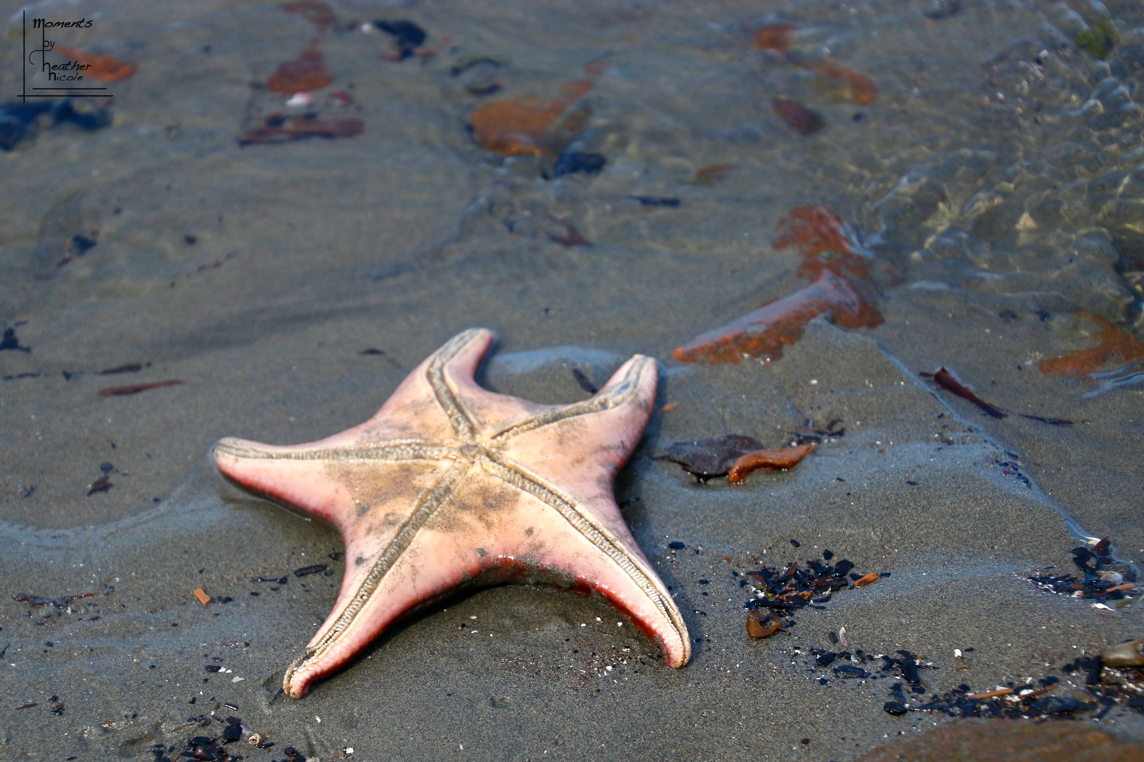 Starfish ©MomentsbyHeatherNicole
