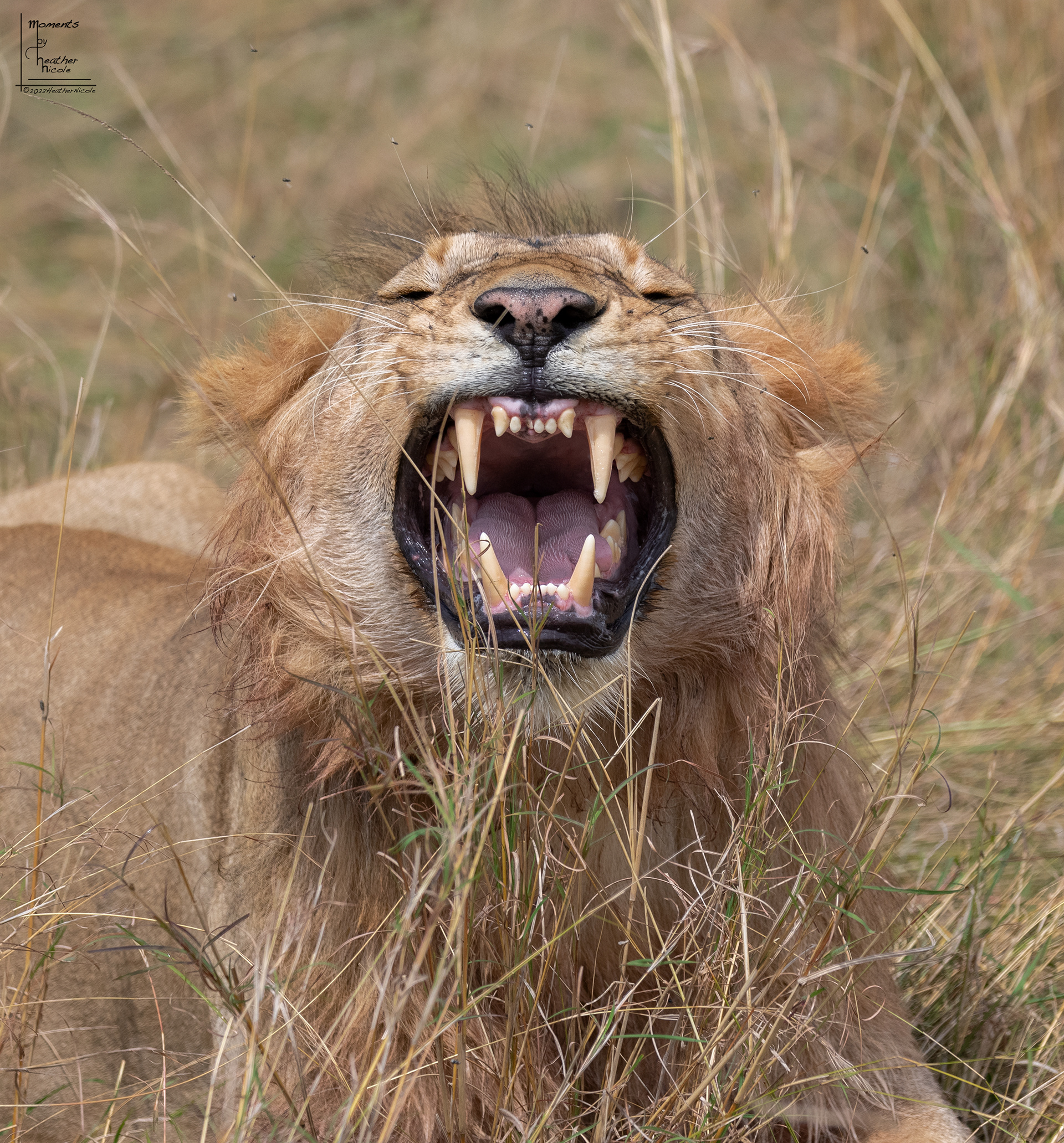 Laughing Lion ©MomentsbyHeatherNicole