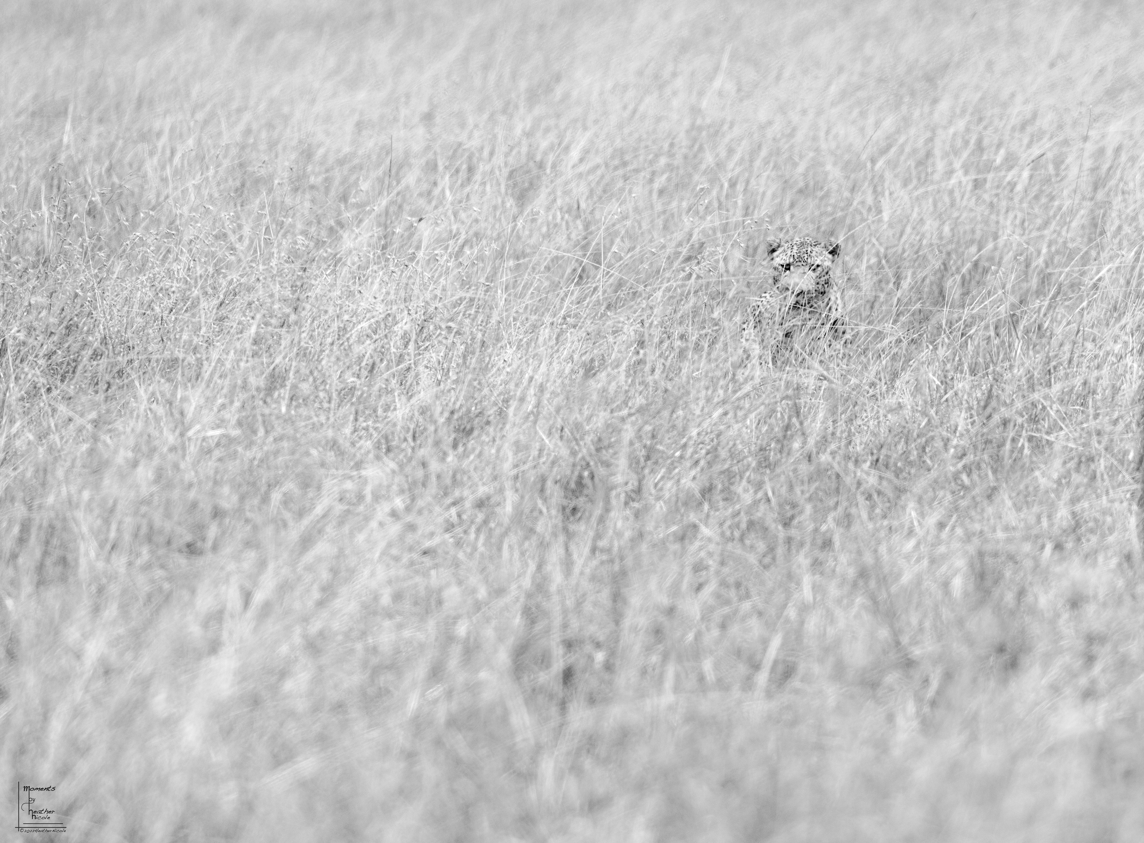 Looming Leopard ©MomentsbyHeatherNicole