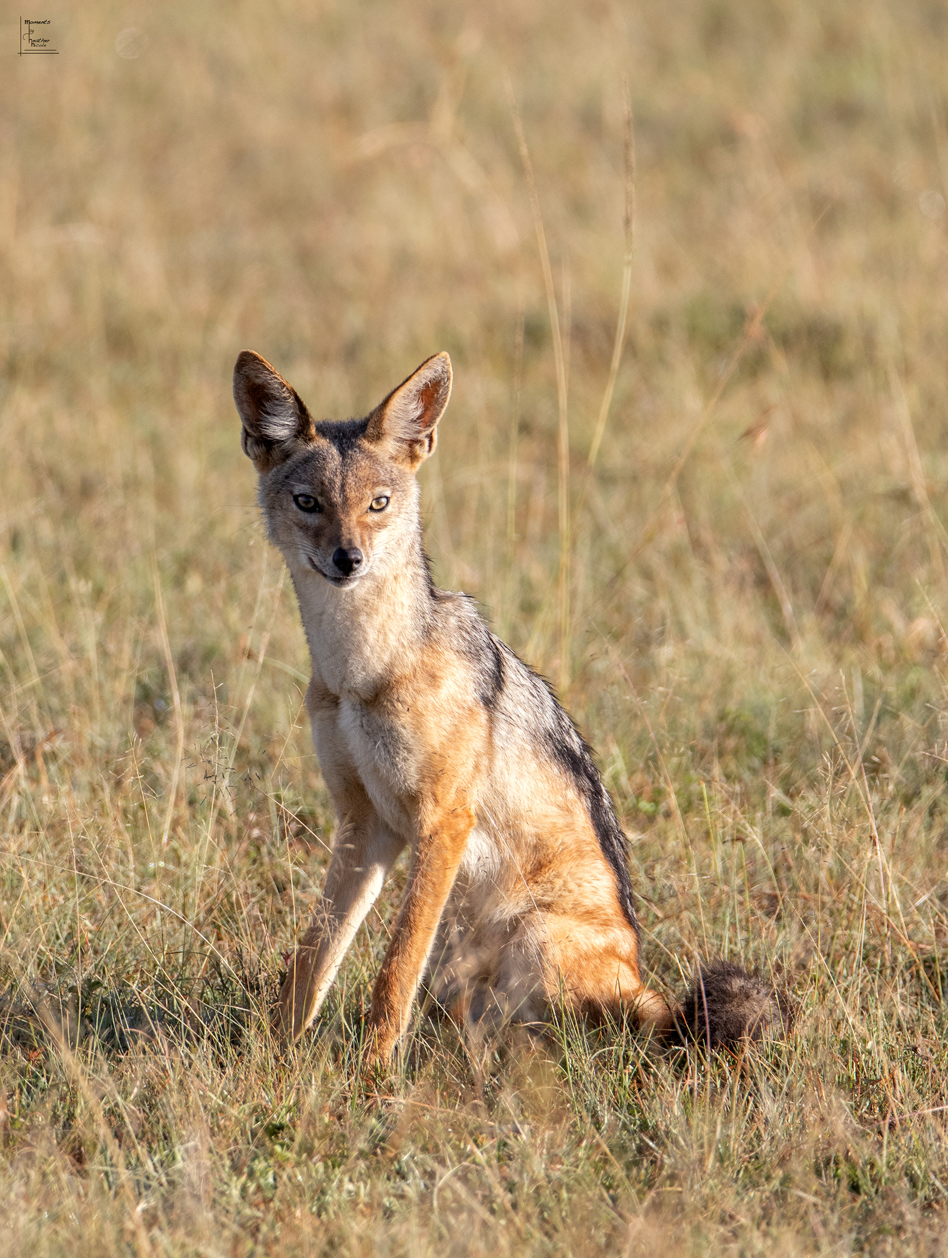 The Jackal - ©MomentsbyHeatherNicole