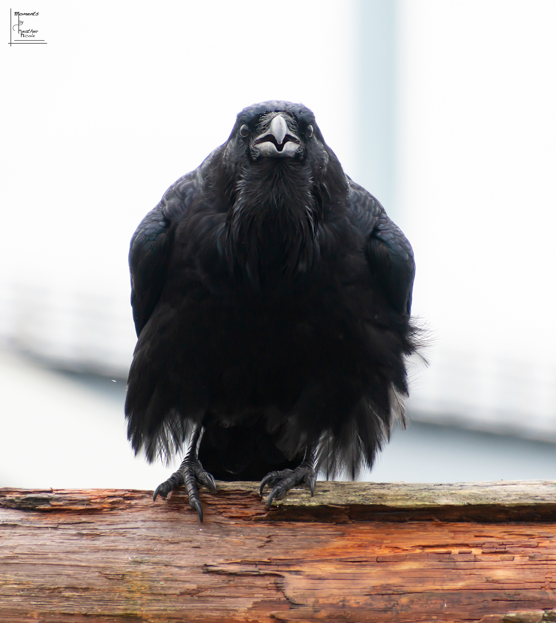 Raven Look - ©MomentsbyHeatherNicole