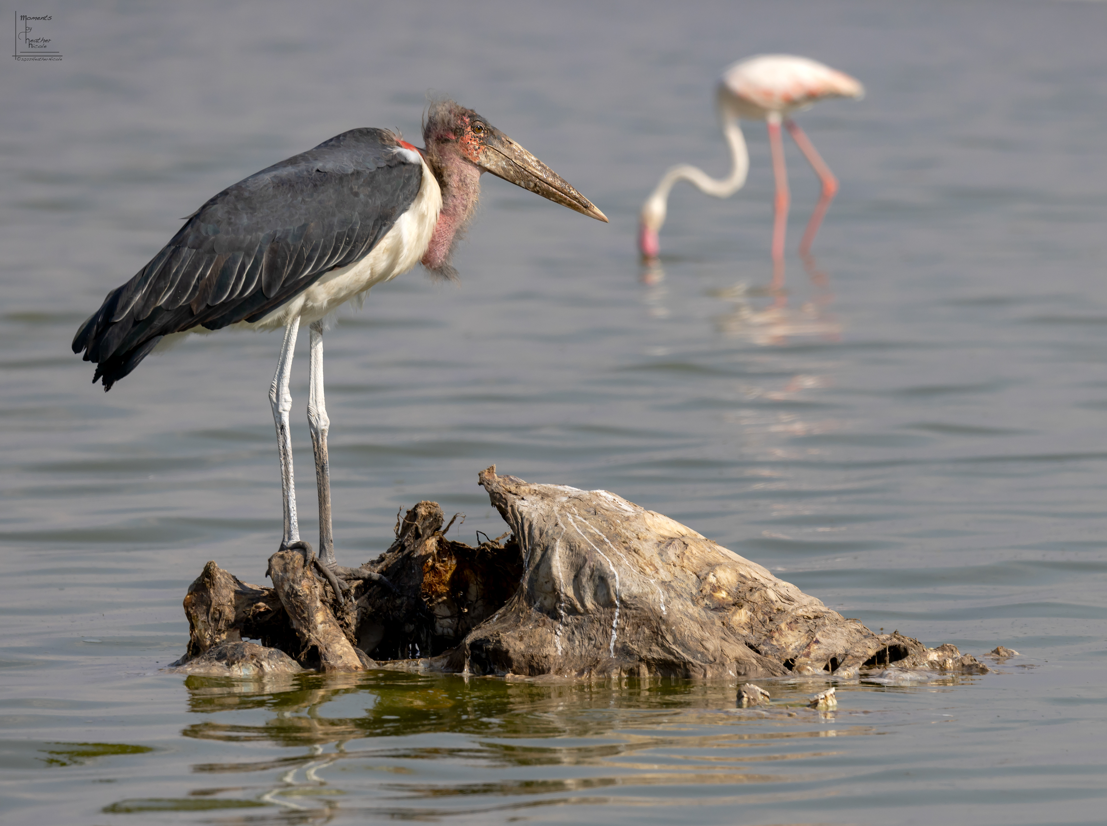 Duality - ©MomentsbyHeatherNicole