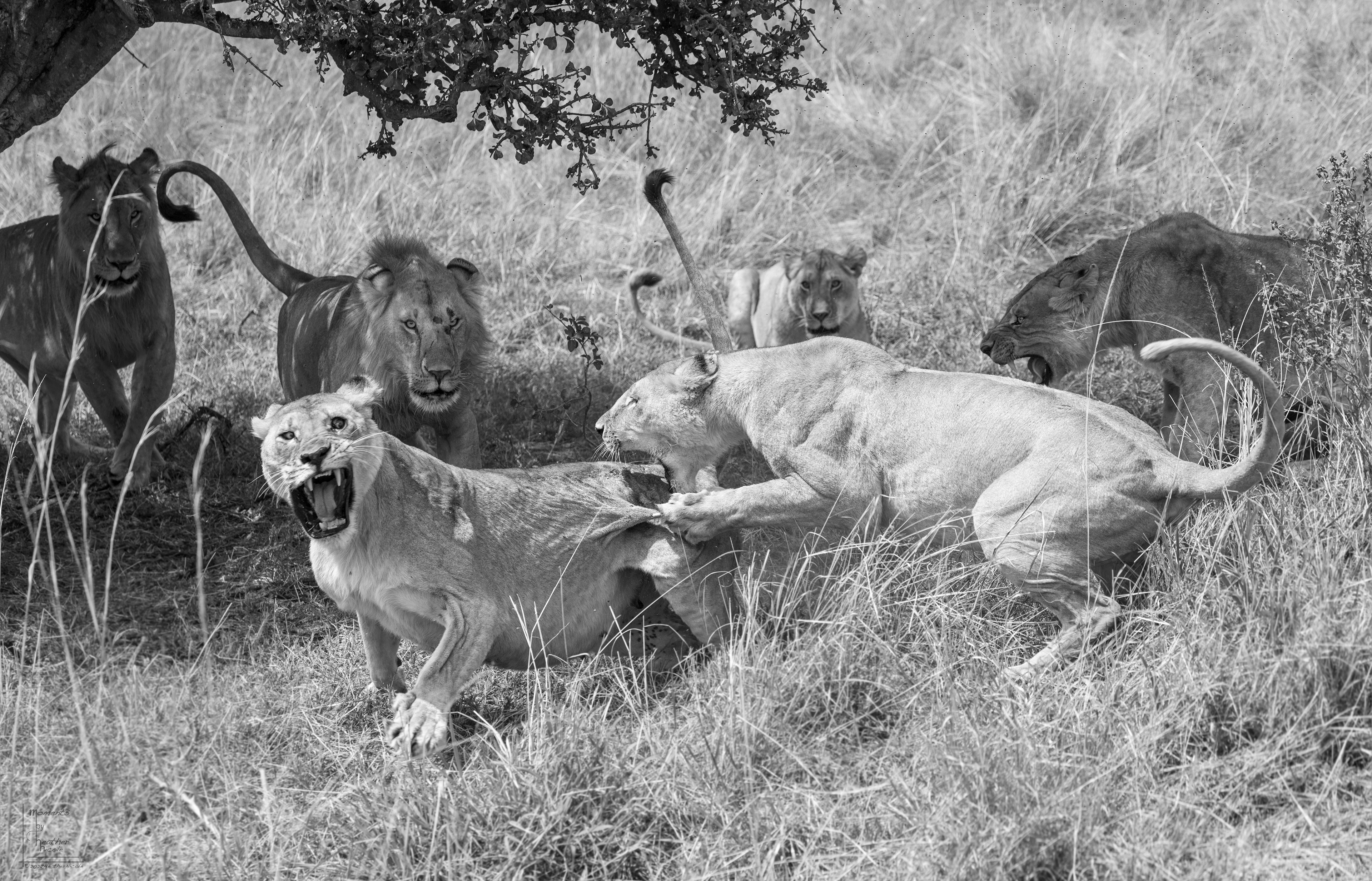 Competing lion (Panthera leo) prides break out into a brawl over terrirory. The loser was forced to leave immediately.
