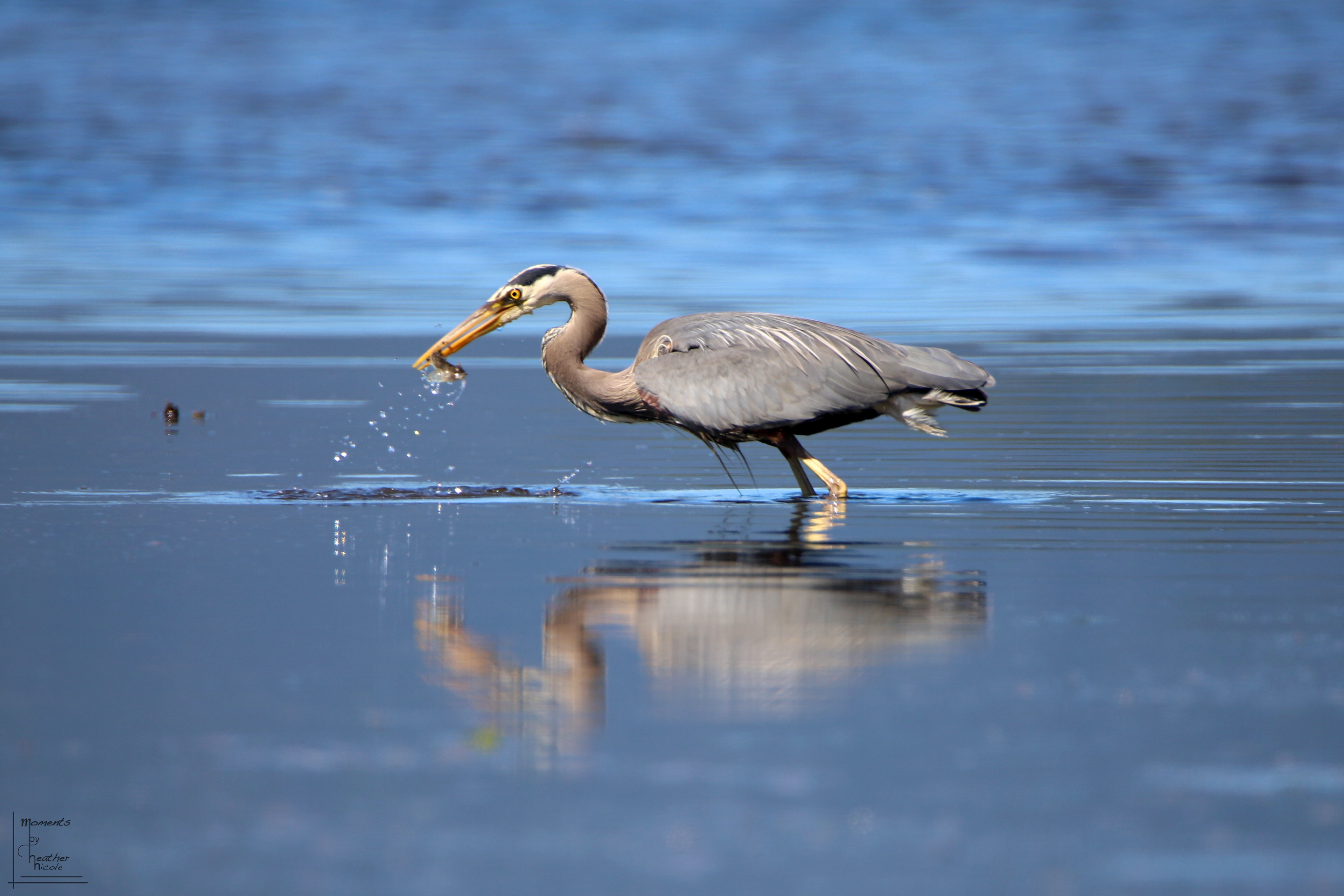 Happy Heron ©MomentsbyHeatherNicole