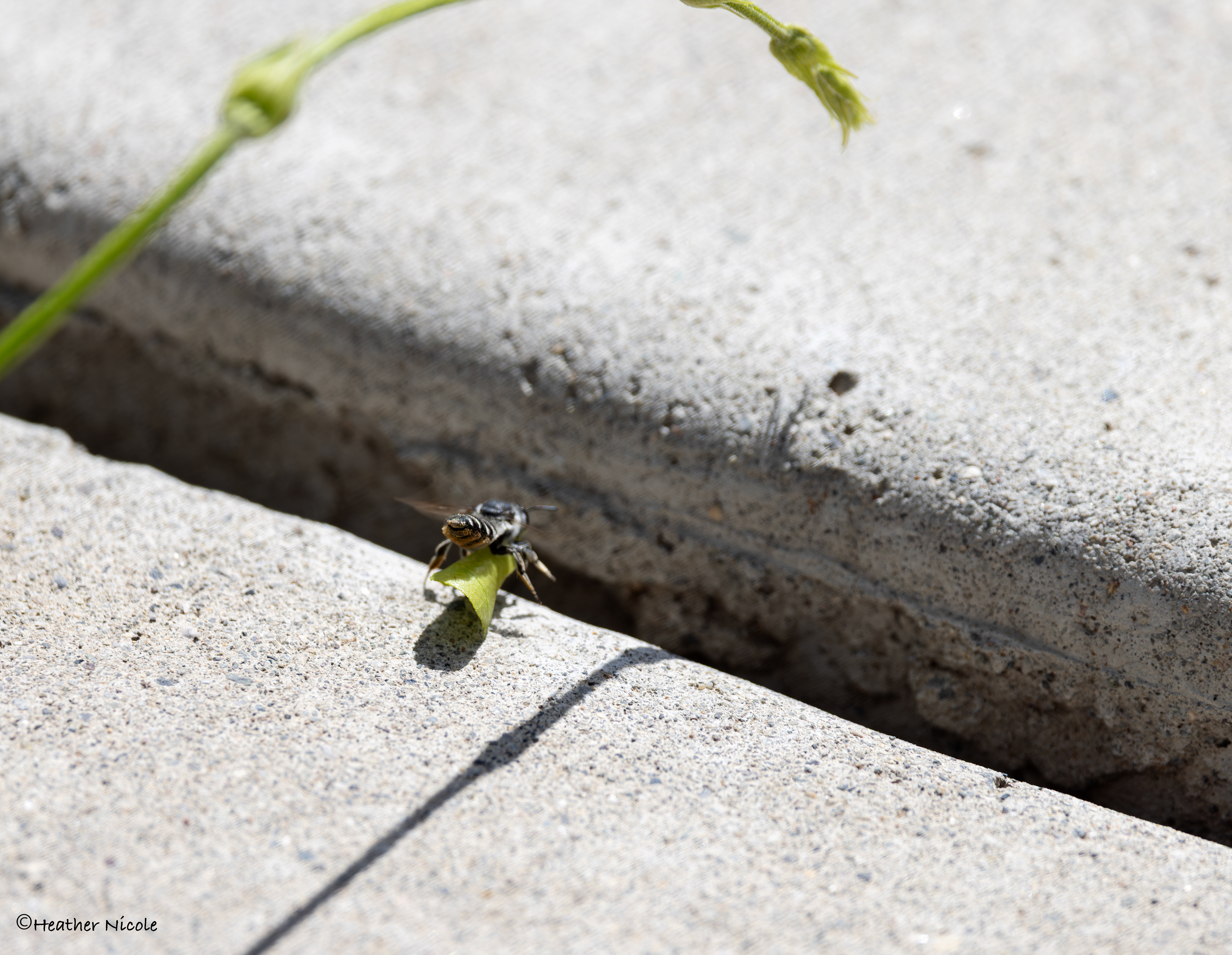 Leafcutter bee bringing a leaf into her nest.