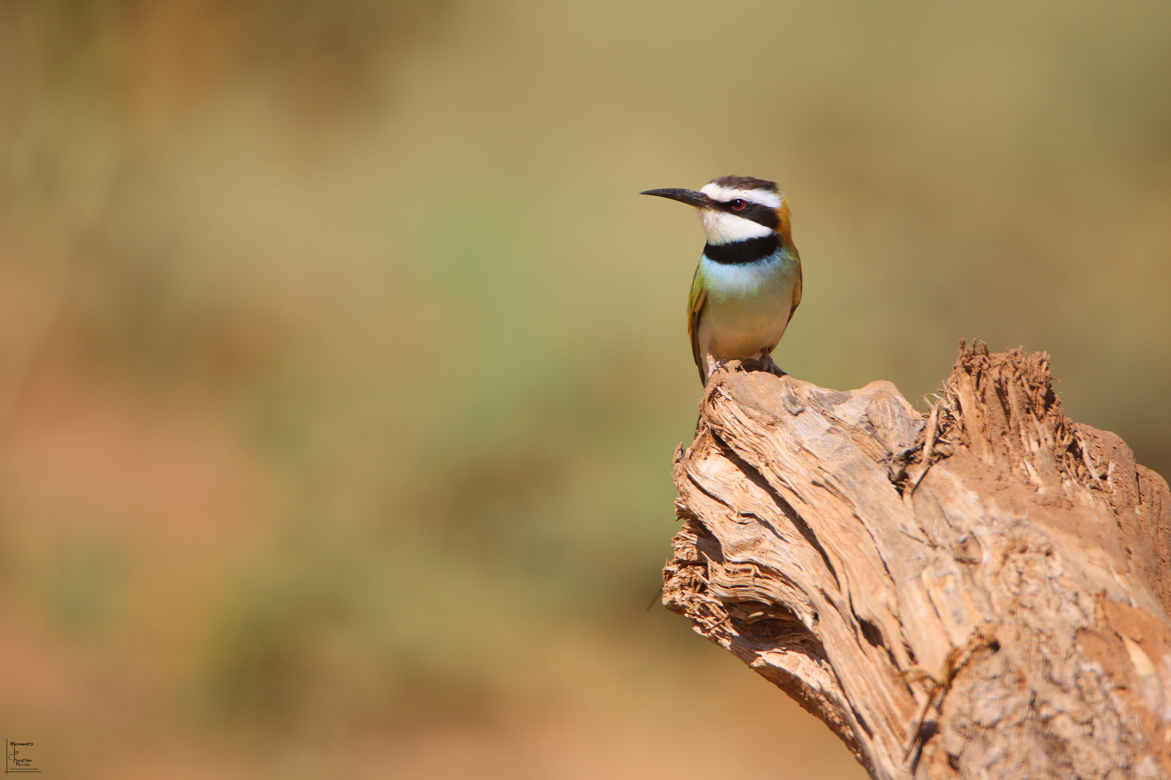 Black-Throated Bee Eater