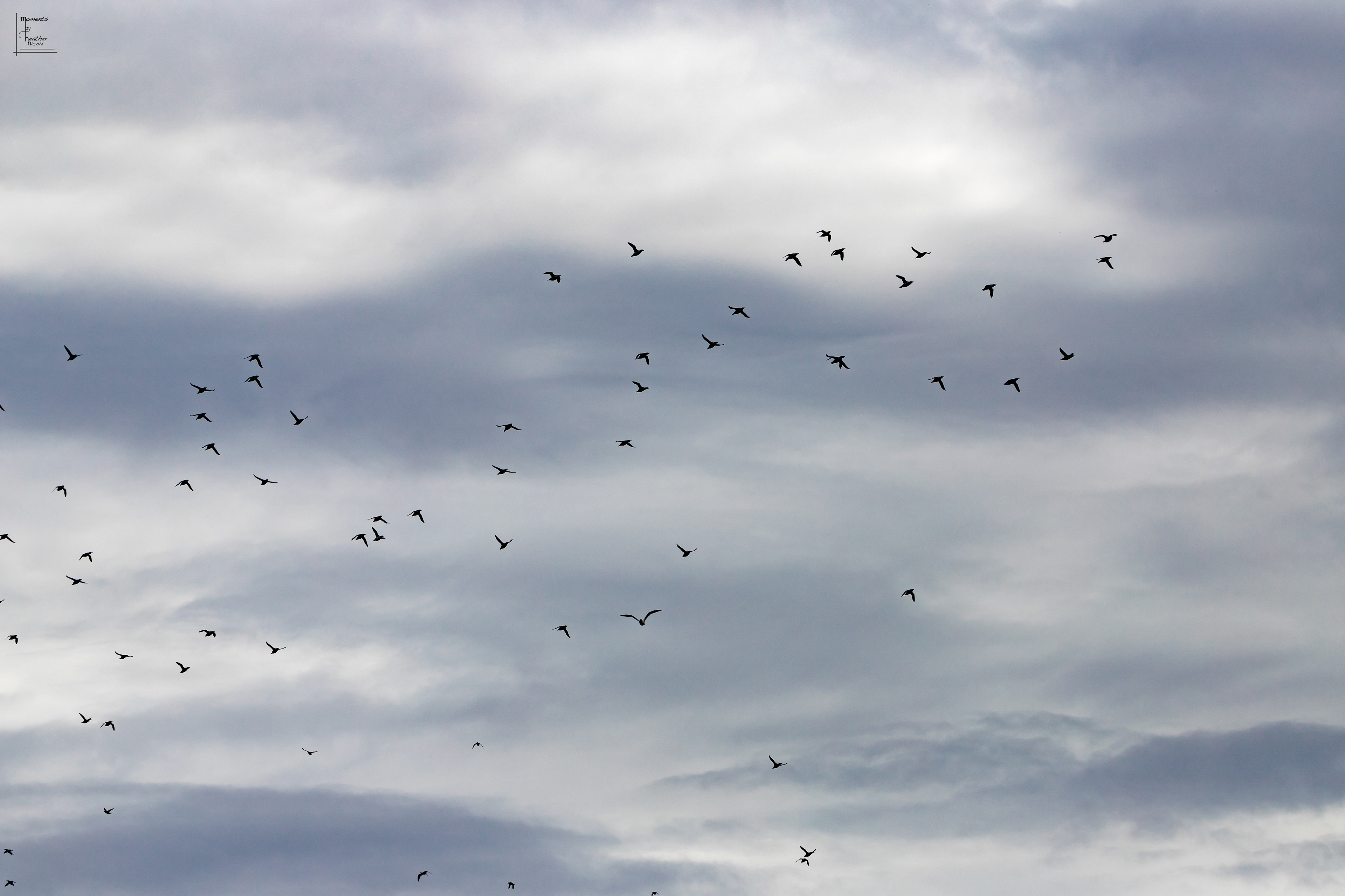 Mures - ©MomentsbyHeatherNicole