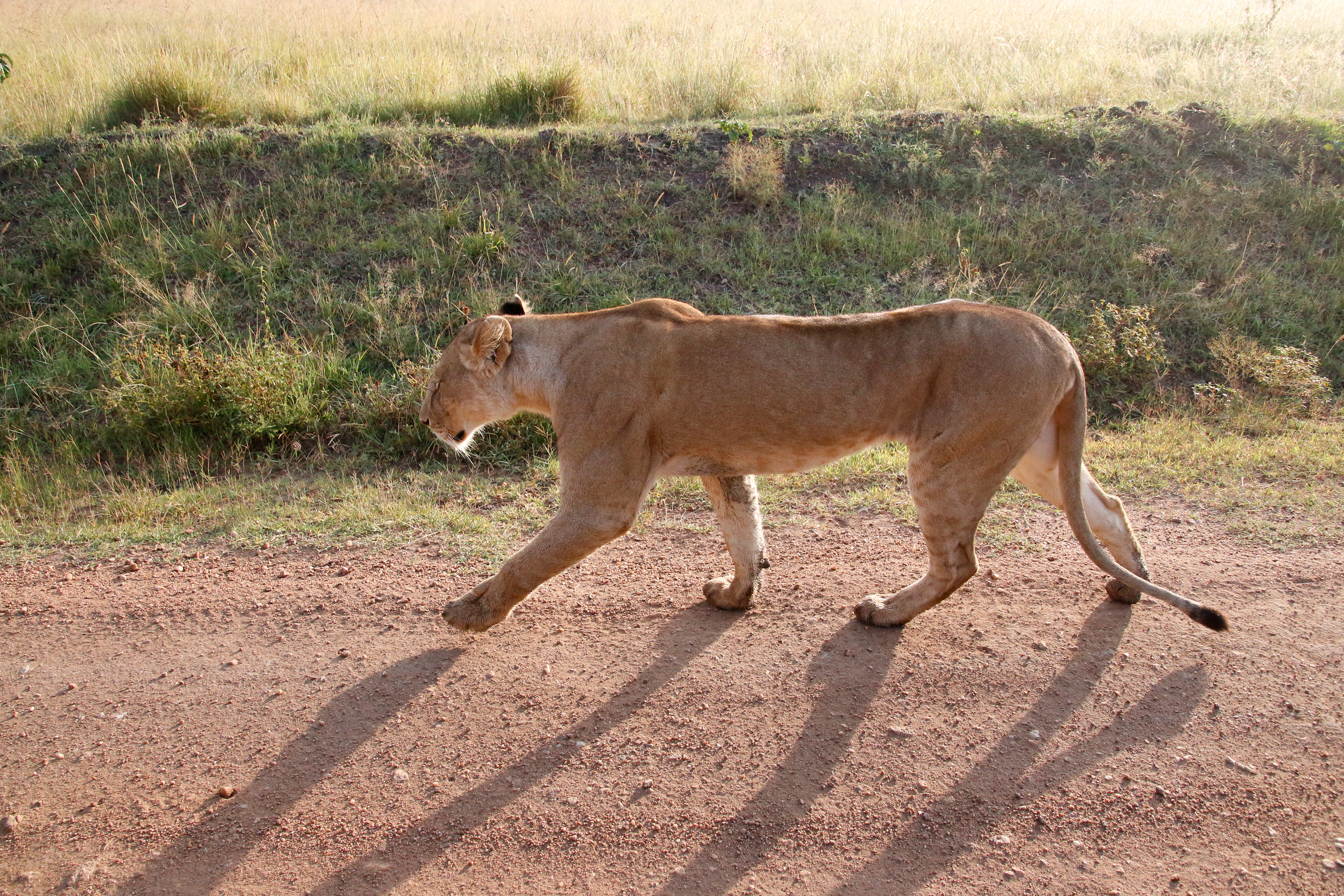 Lioness Shadow ©MomentsbyHeatherNicole