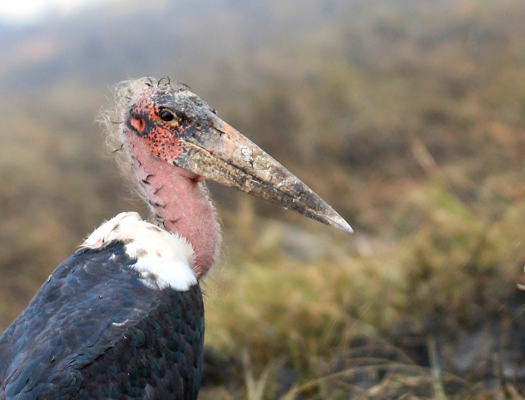 A portrait of the hideous yet beautiful marabou stork (Leptoptilos crumenifer).