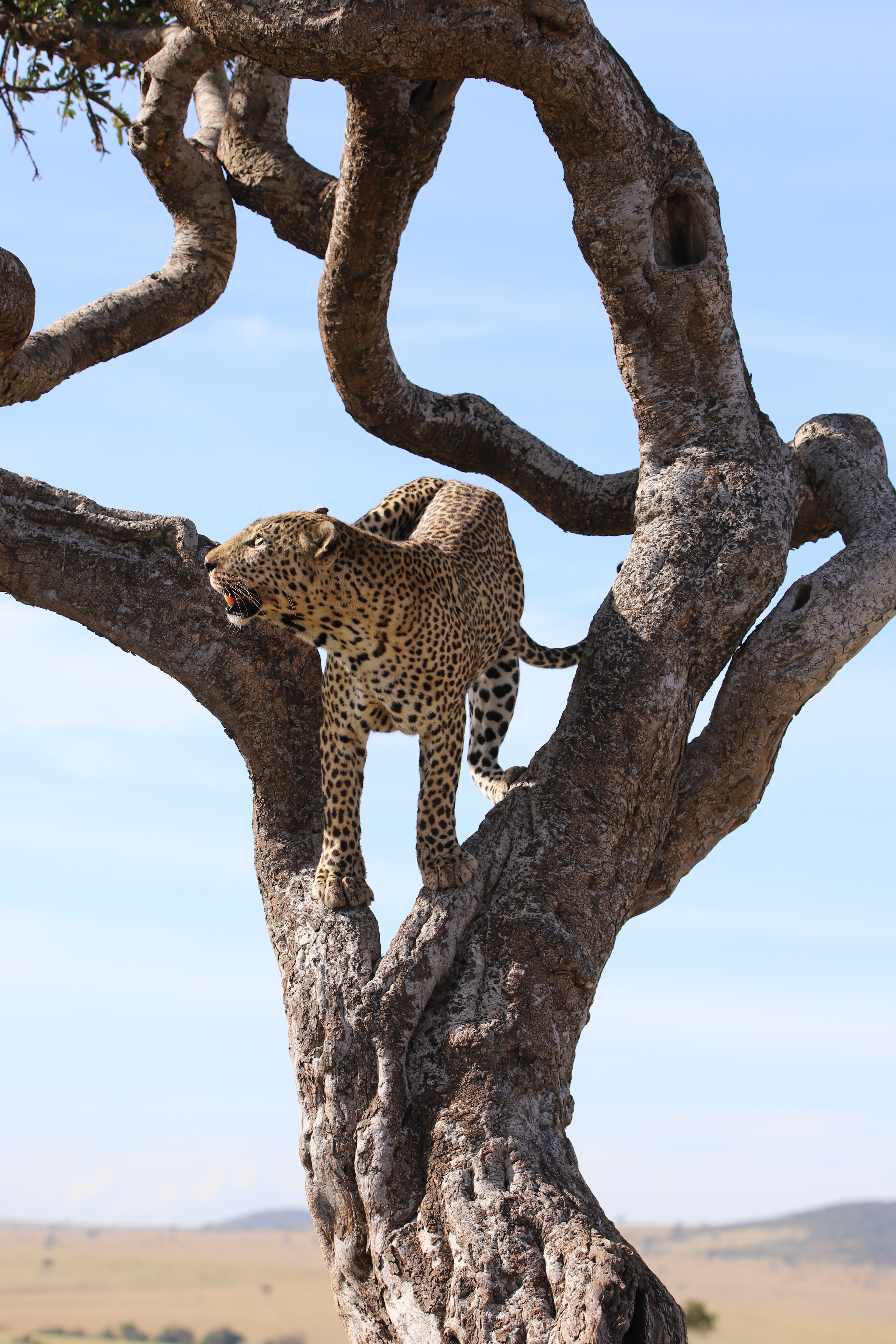 Leopard Window ©MomentsbyHeatherNicole
