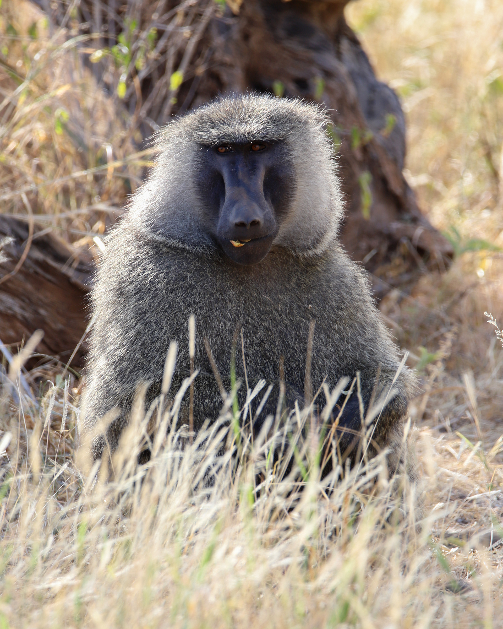 Baboon ©MomentsbHeatherNicole