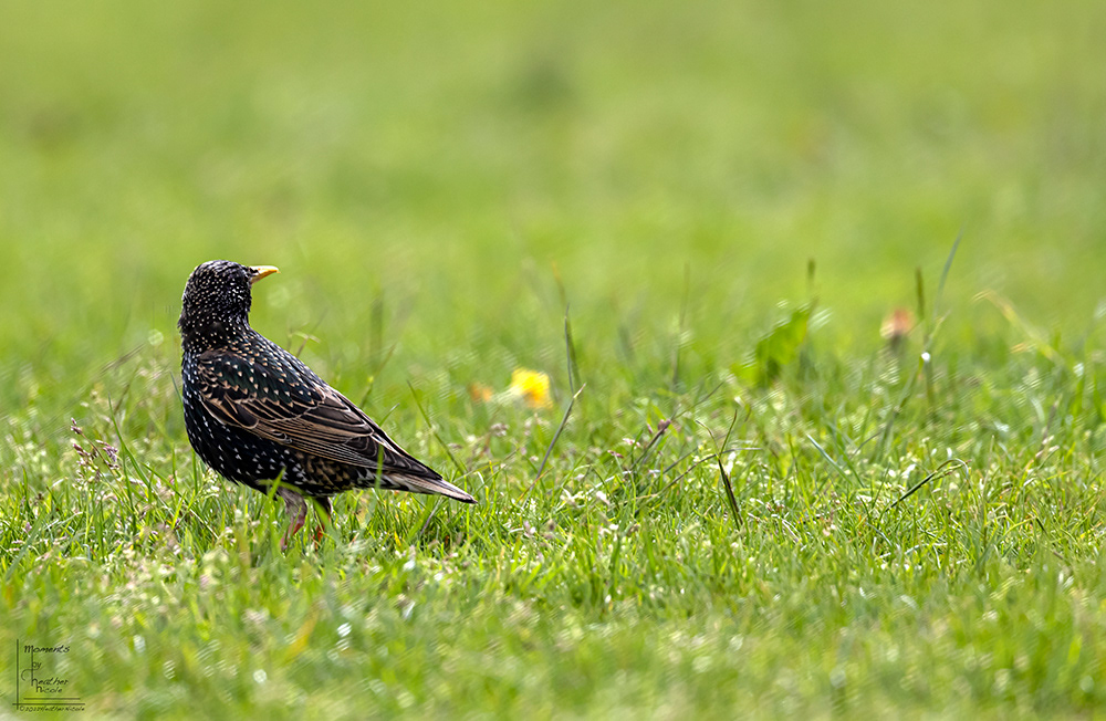 European Starling - ©MomentsbyHeatherNicole