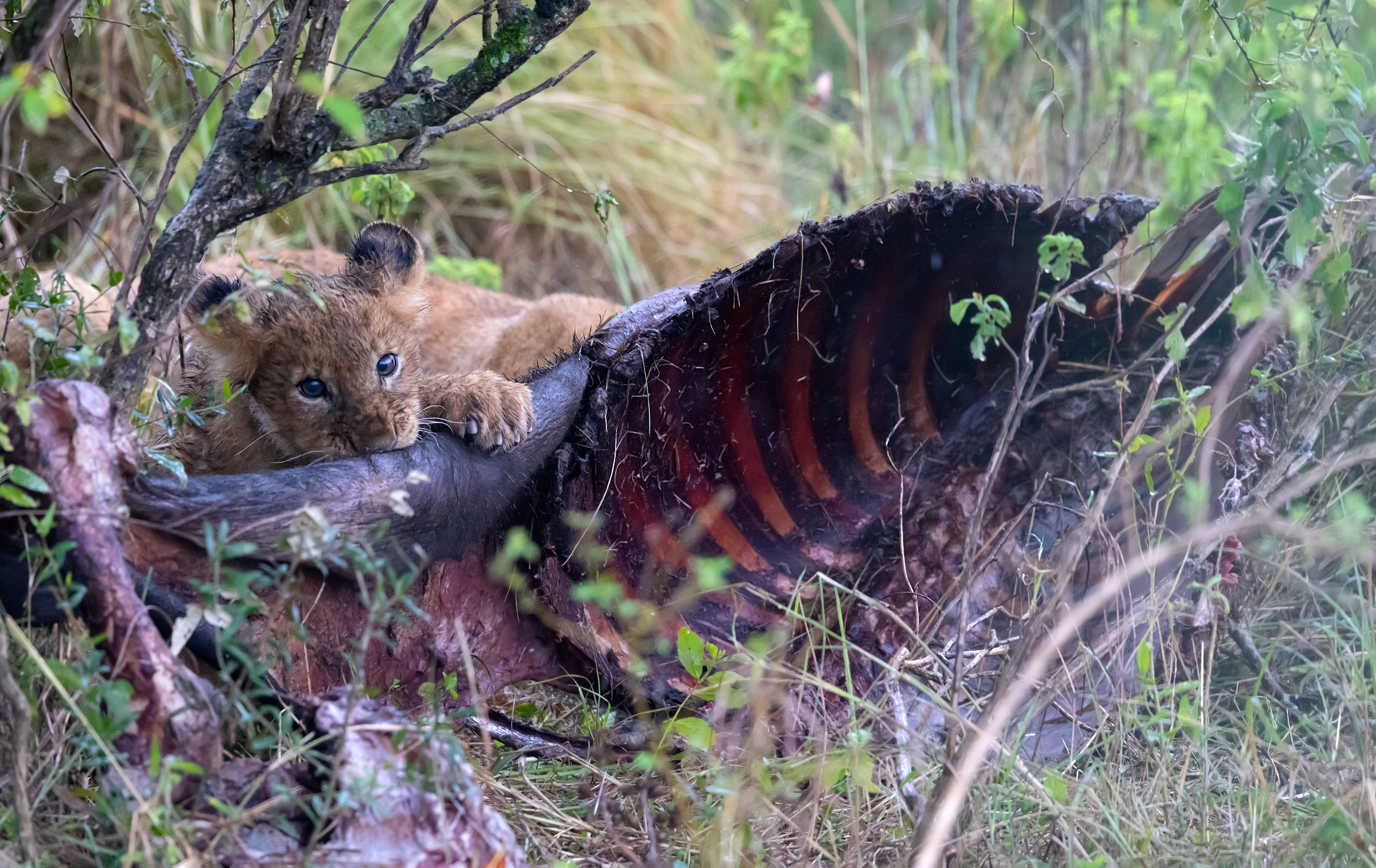 Carnivorous Cub - ©MomentsbyHeatherNicole