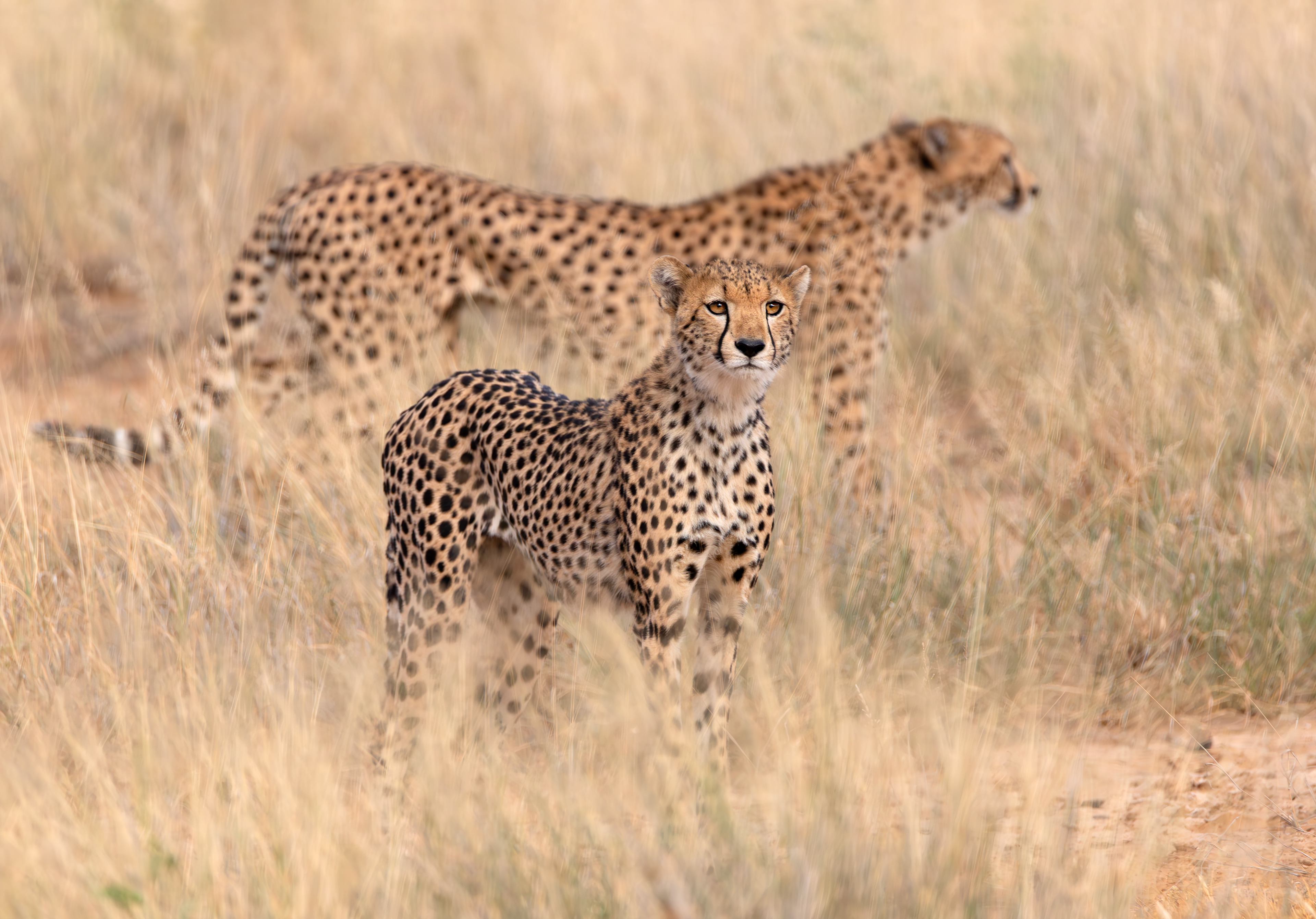 The Cheetah - ©MomentsbyHeatherNicole