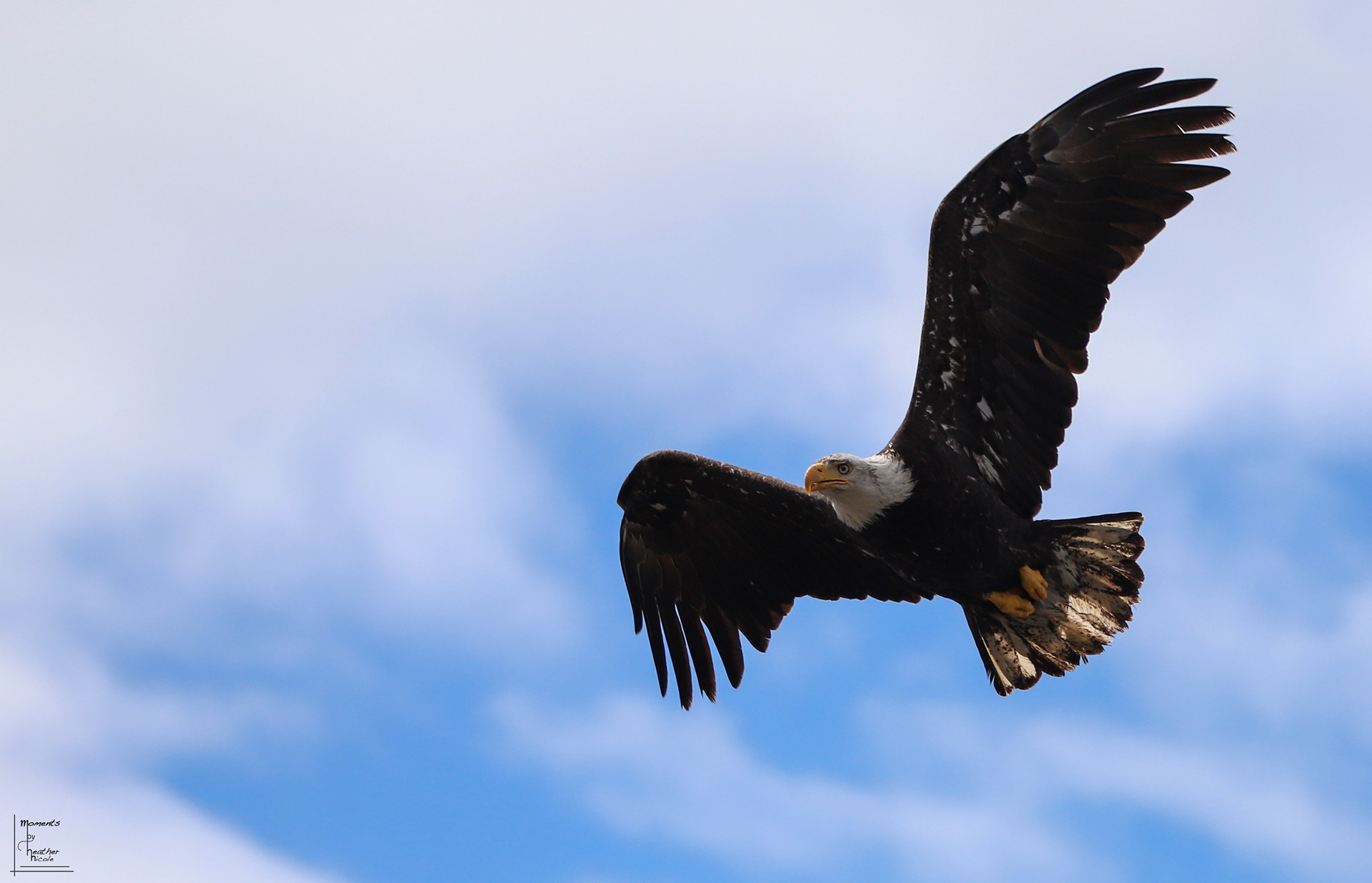 Eagle Flight ©MomentsbyHeatherNicole