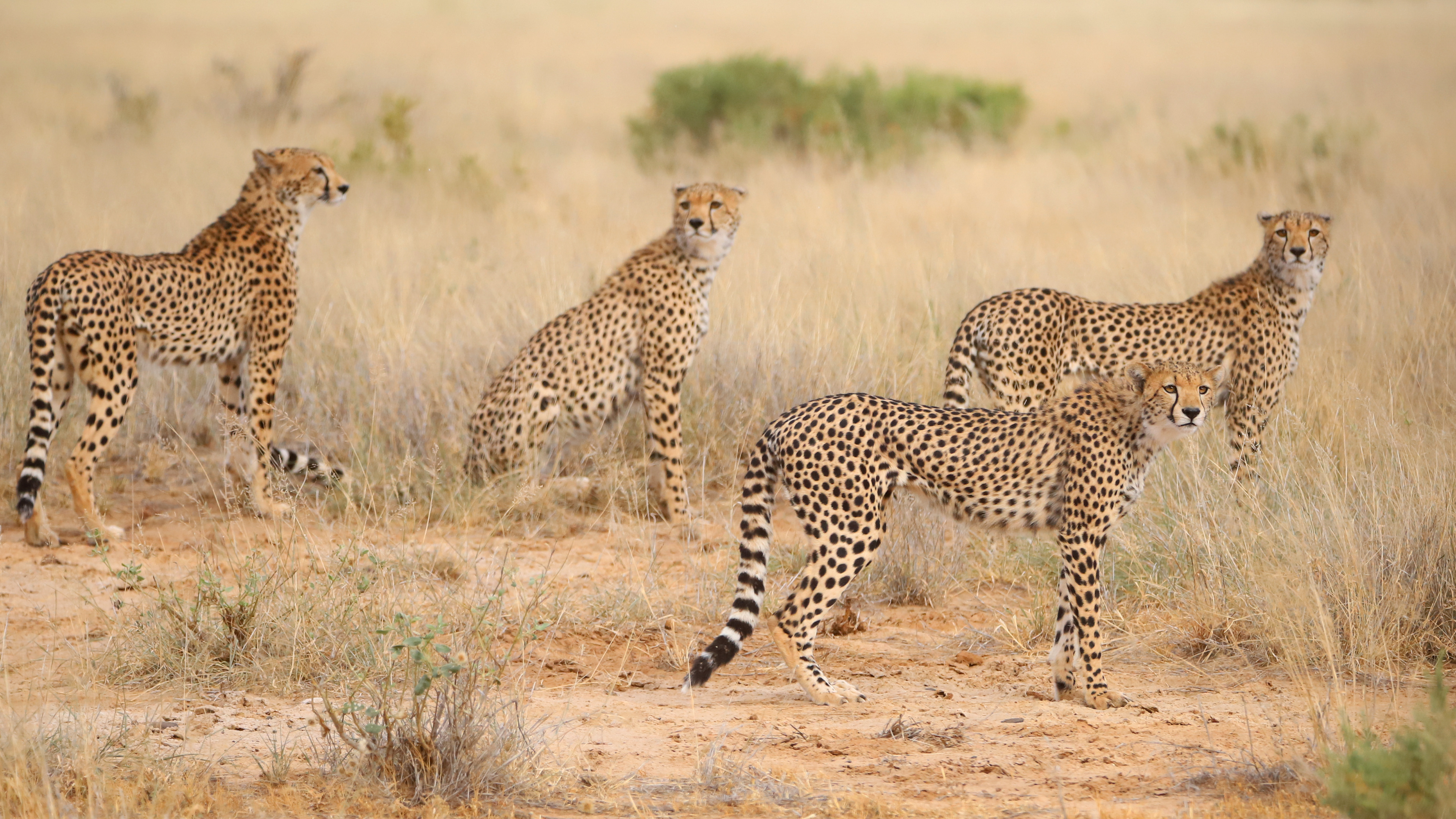 Cheetah Family ©MomentsbyHeatherNicole