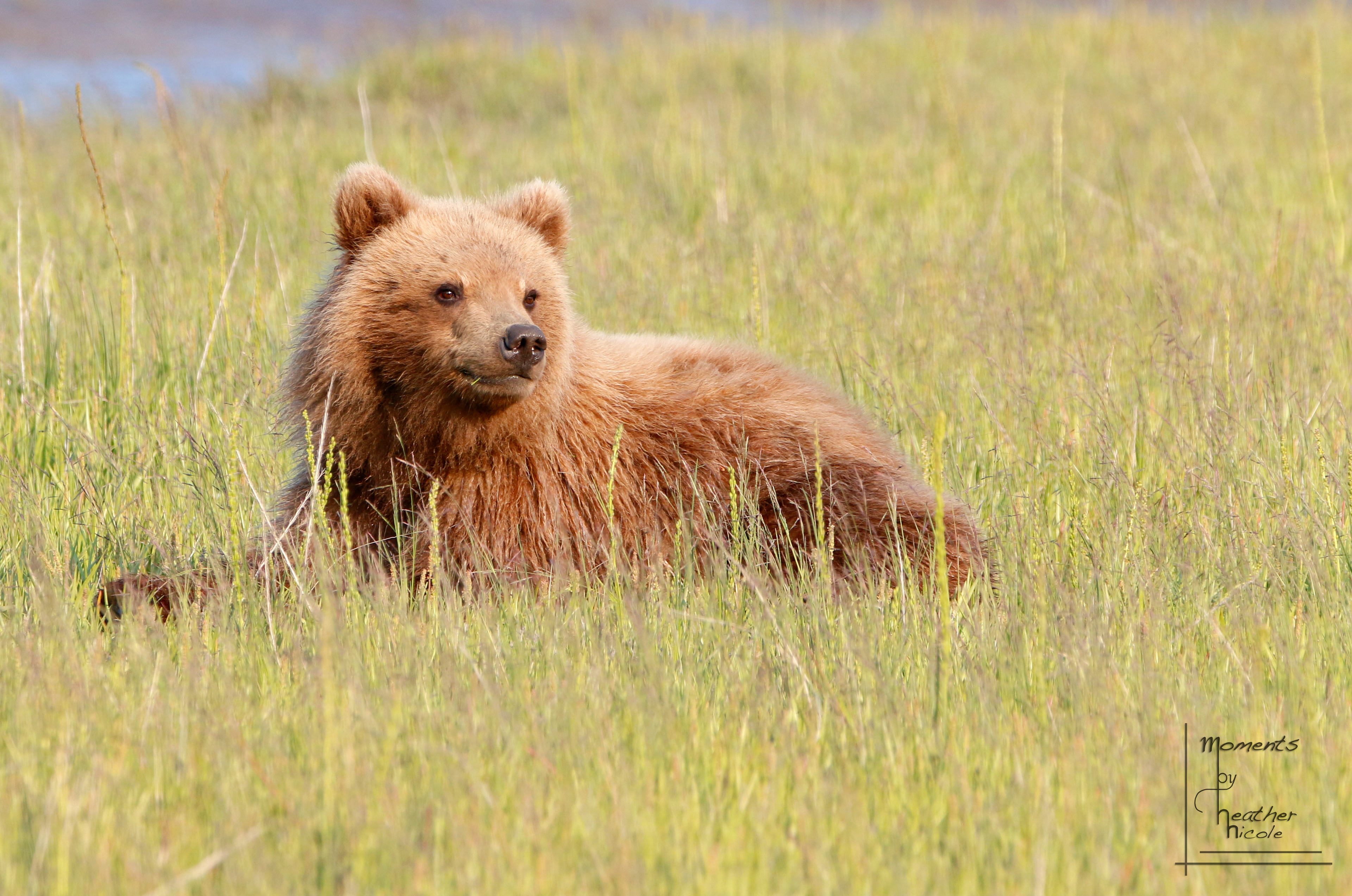 Life Is Good  - ©MomentsbyHeatherNicole