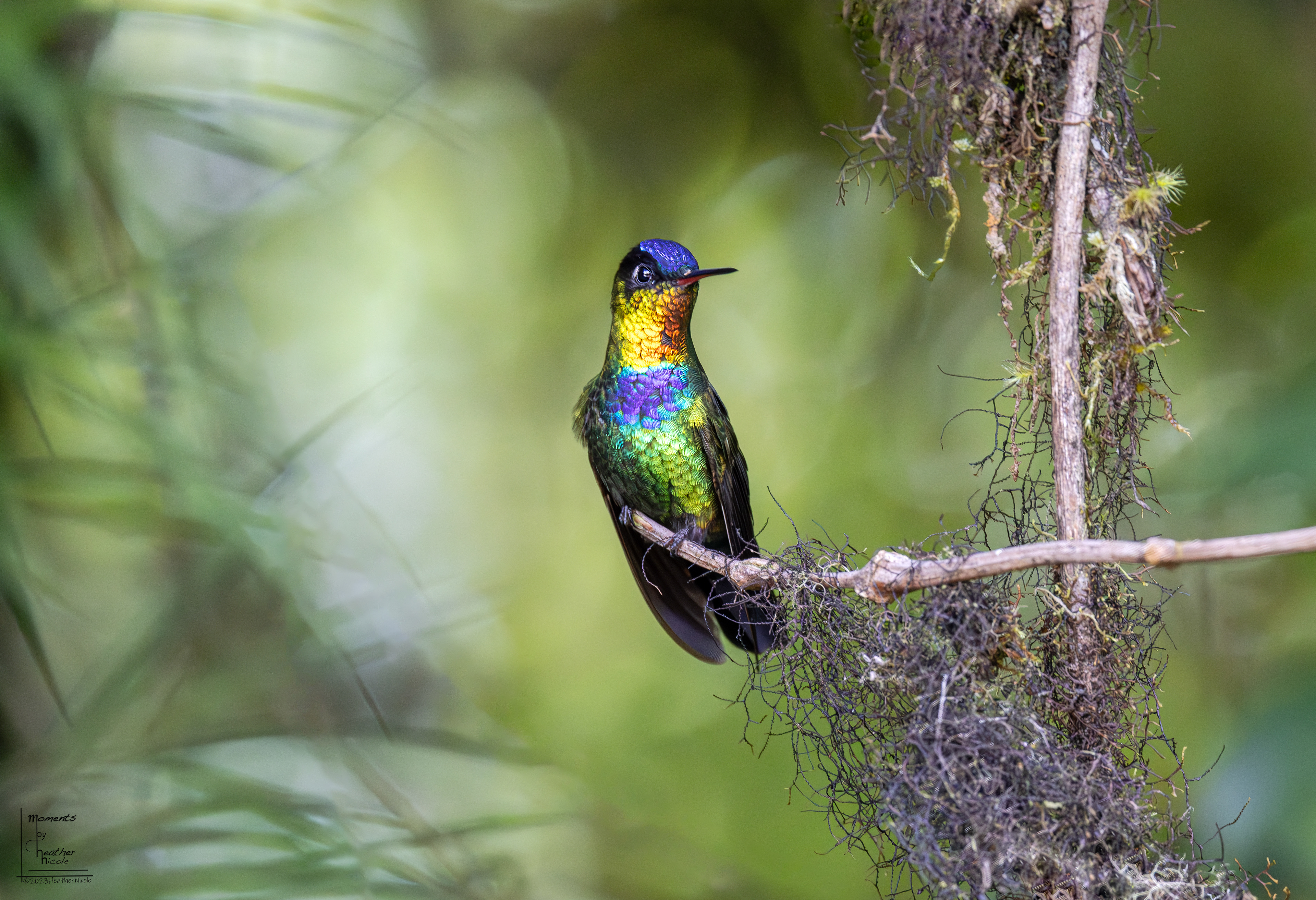 Fiery-Throated Hummingbird (The Most Colorful Bird In The World!) ©MomentsbyHeatherNicole