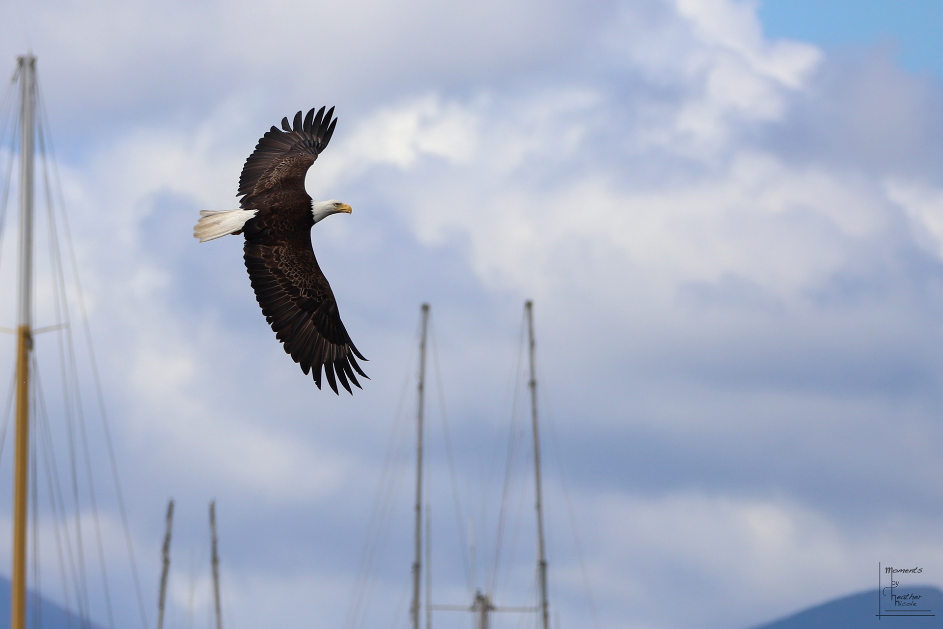 Bald Eagle Flight ©MomentsbyHeatherNicole