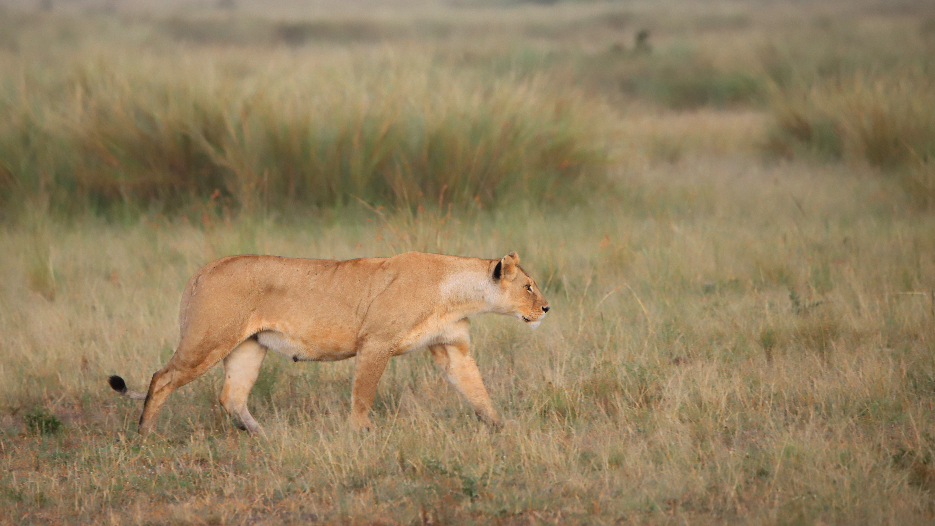 Looking Lioness ©MomentsbyHeatherNicole