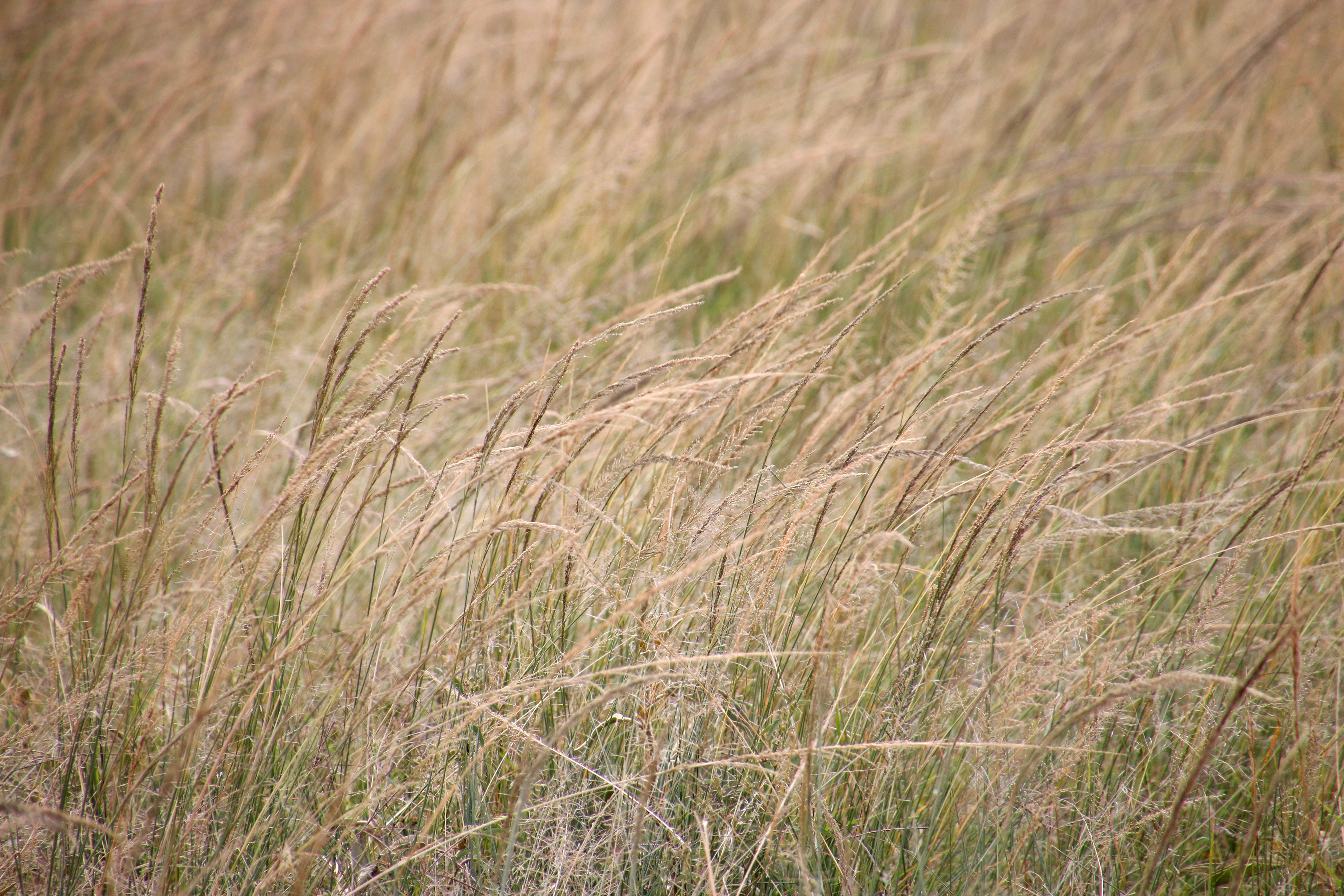 Grass ©MomentsbyHeatherNicole