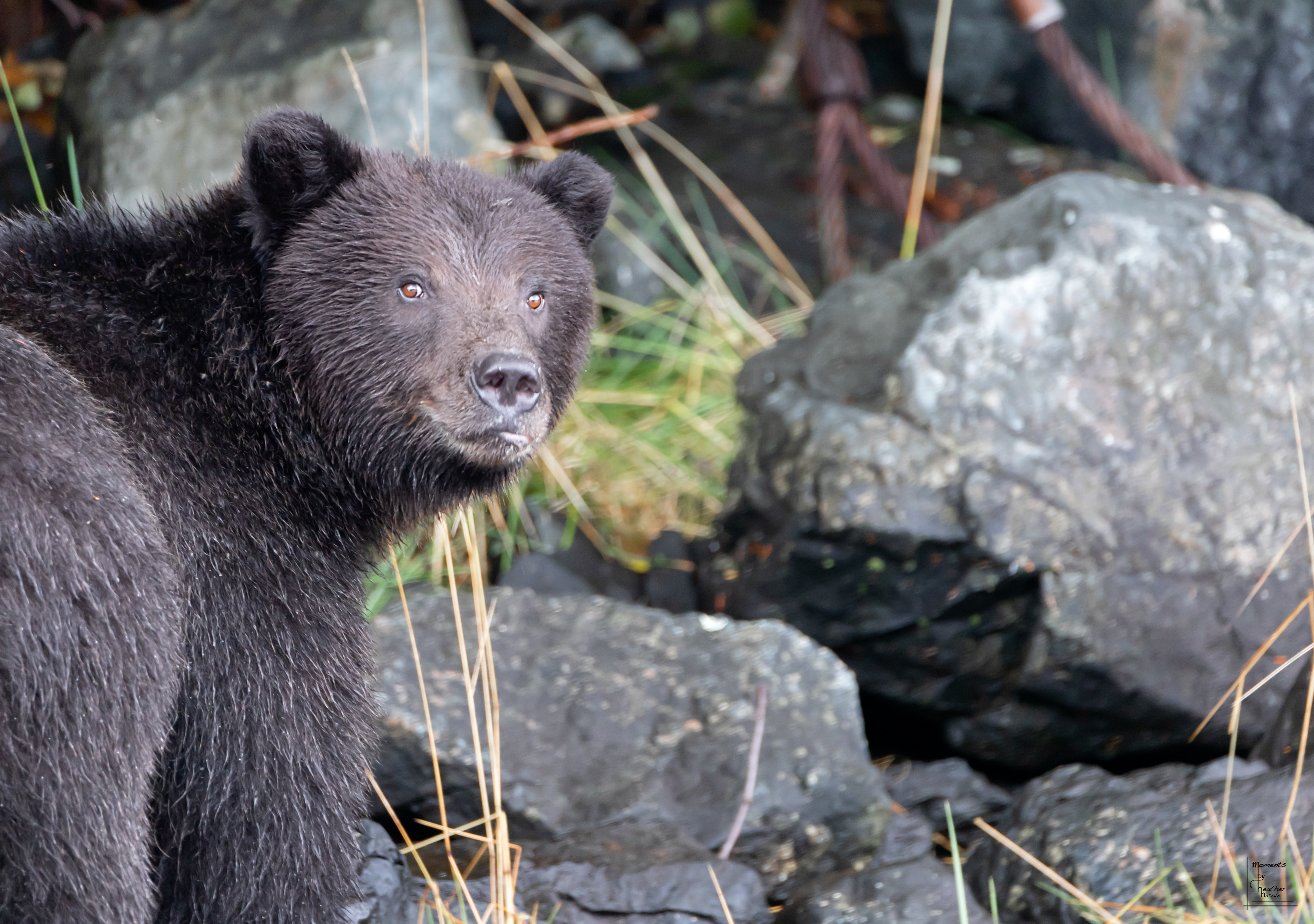 Say What?  - ©MomentsbyHeatherNicole