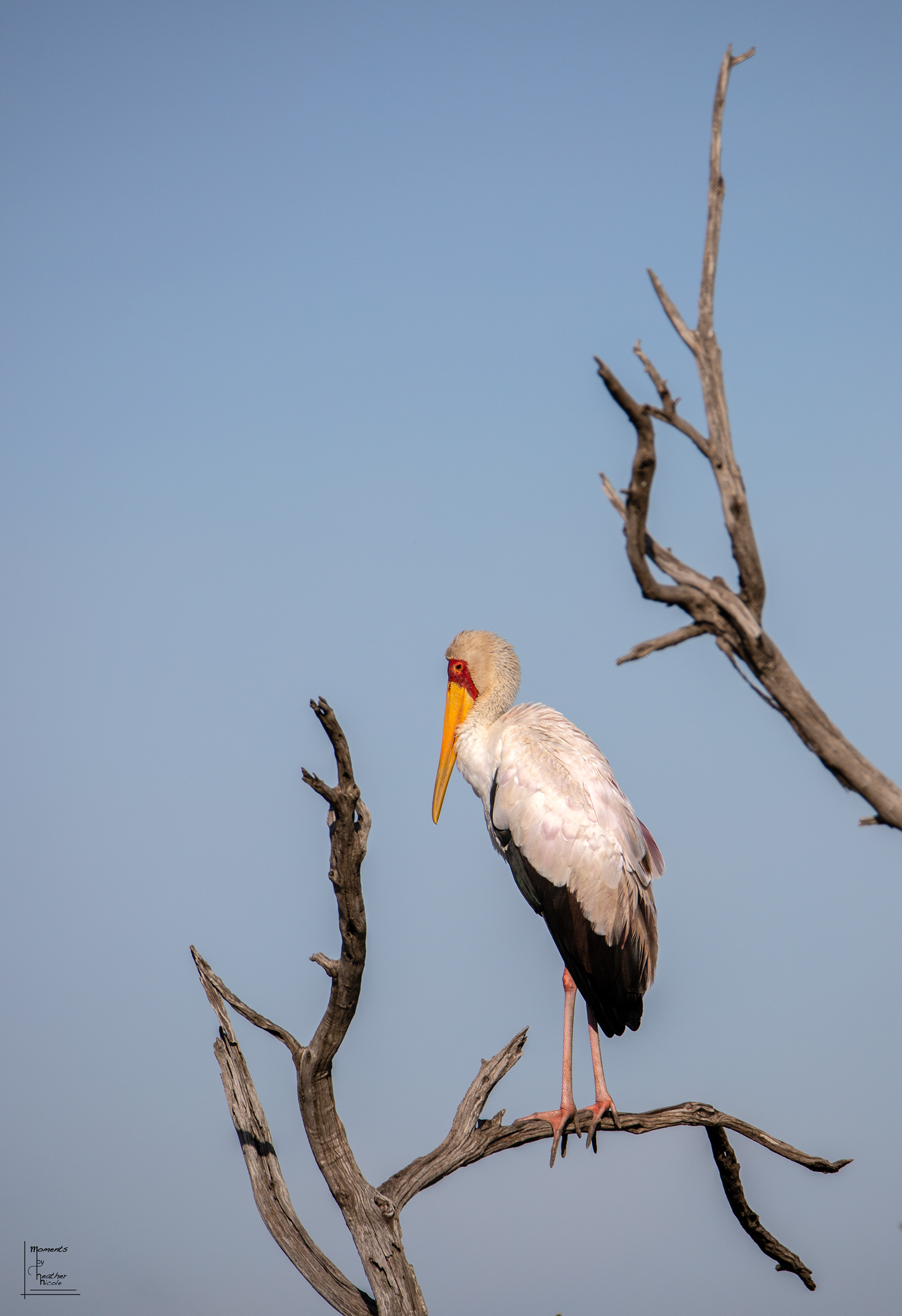 Yellow Billed Stork - ©MomentsbyHeatherNicole