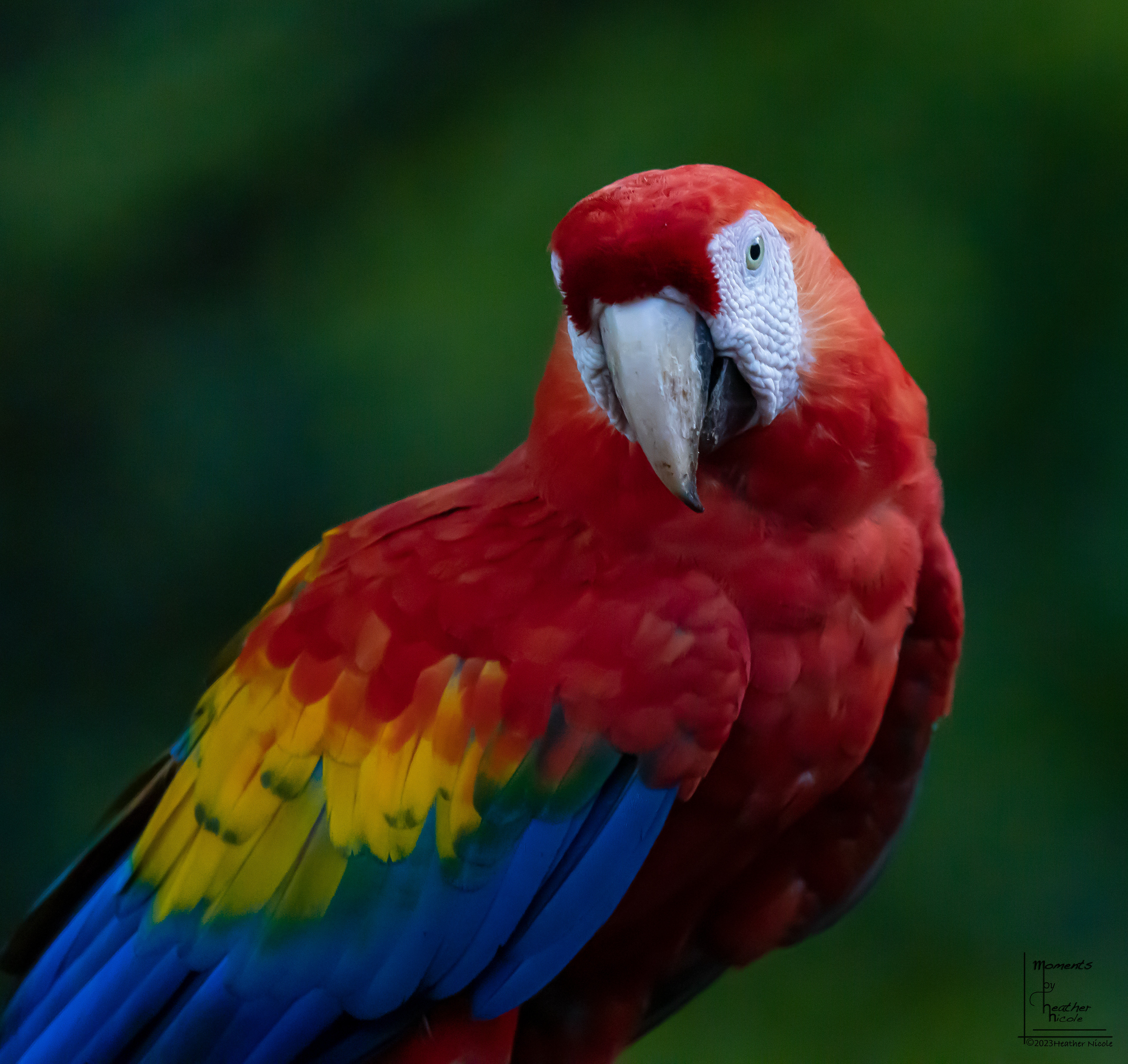 Scarlet Macaw  ©MomentsbyHeatherNicole 