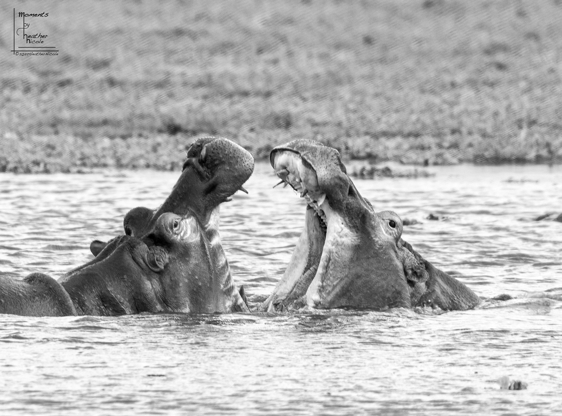 Hippo Fight - ©MomentsbyHeatherNicole