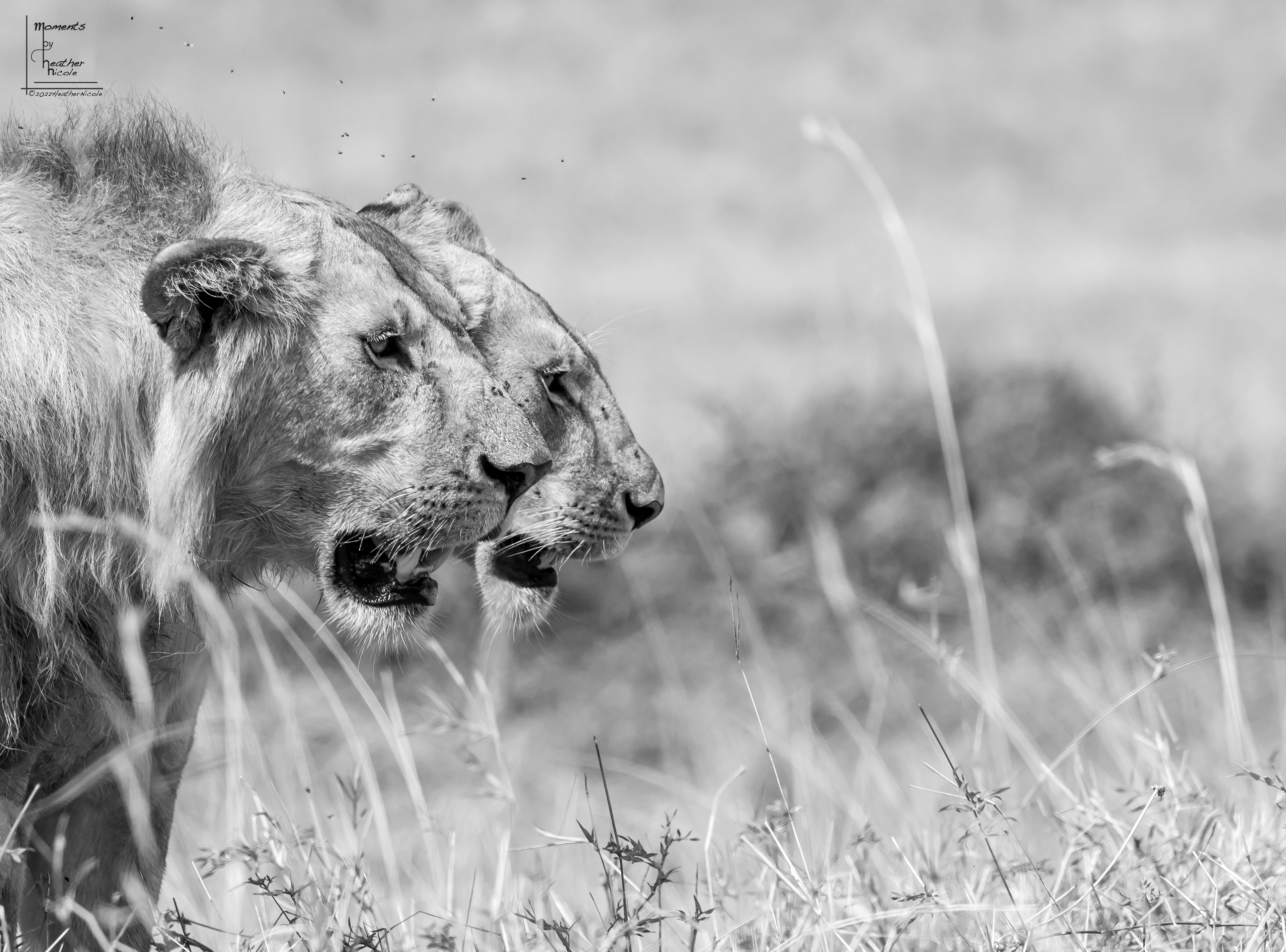 The Couple - ©MomentsbyHeatherNicole