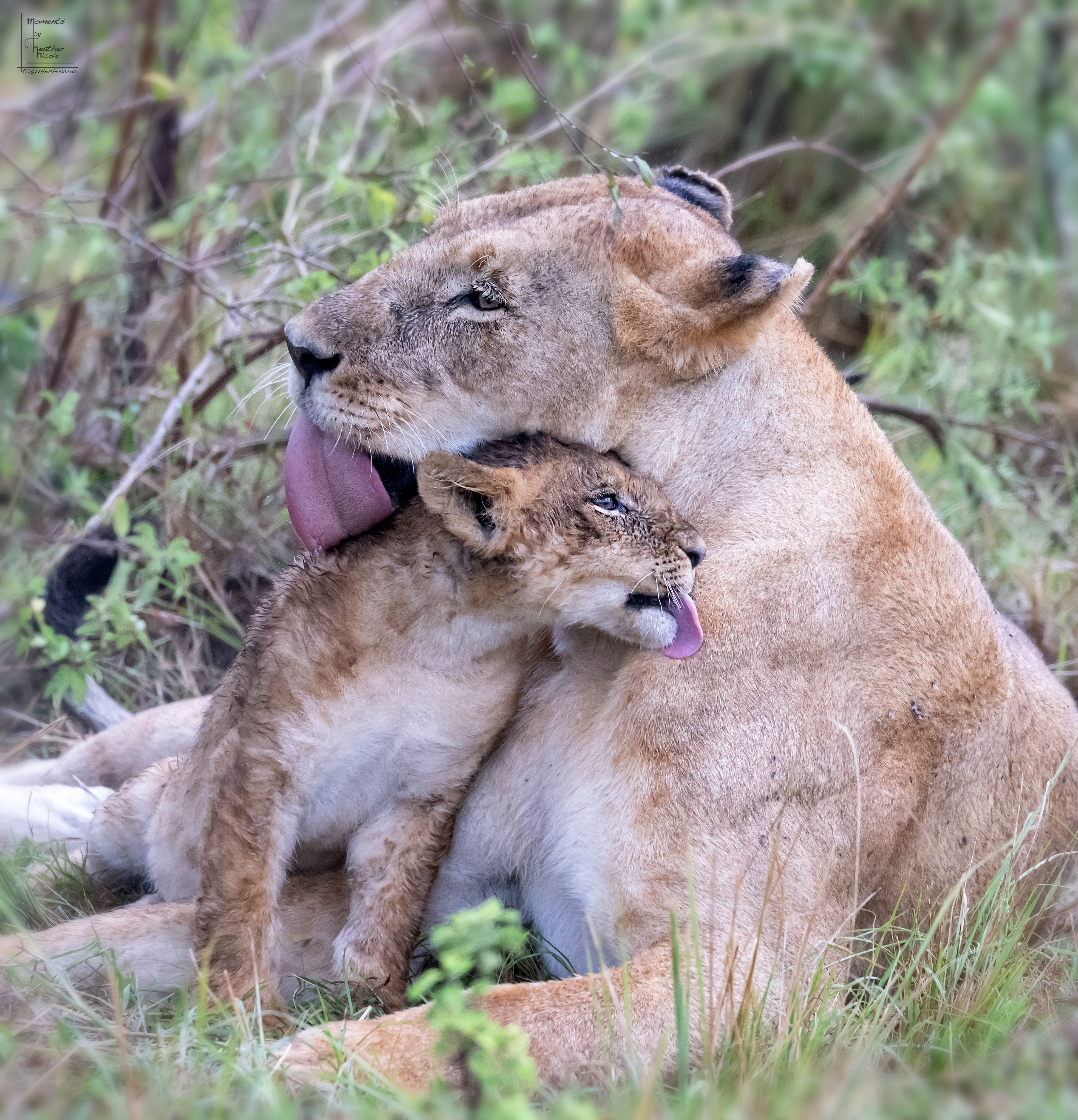 Lion Kisses ©MomentsbyHeatherNicole