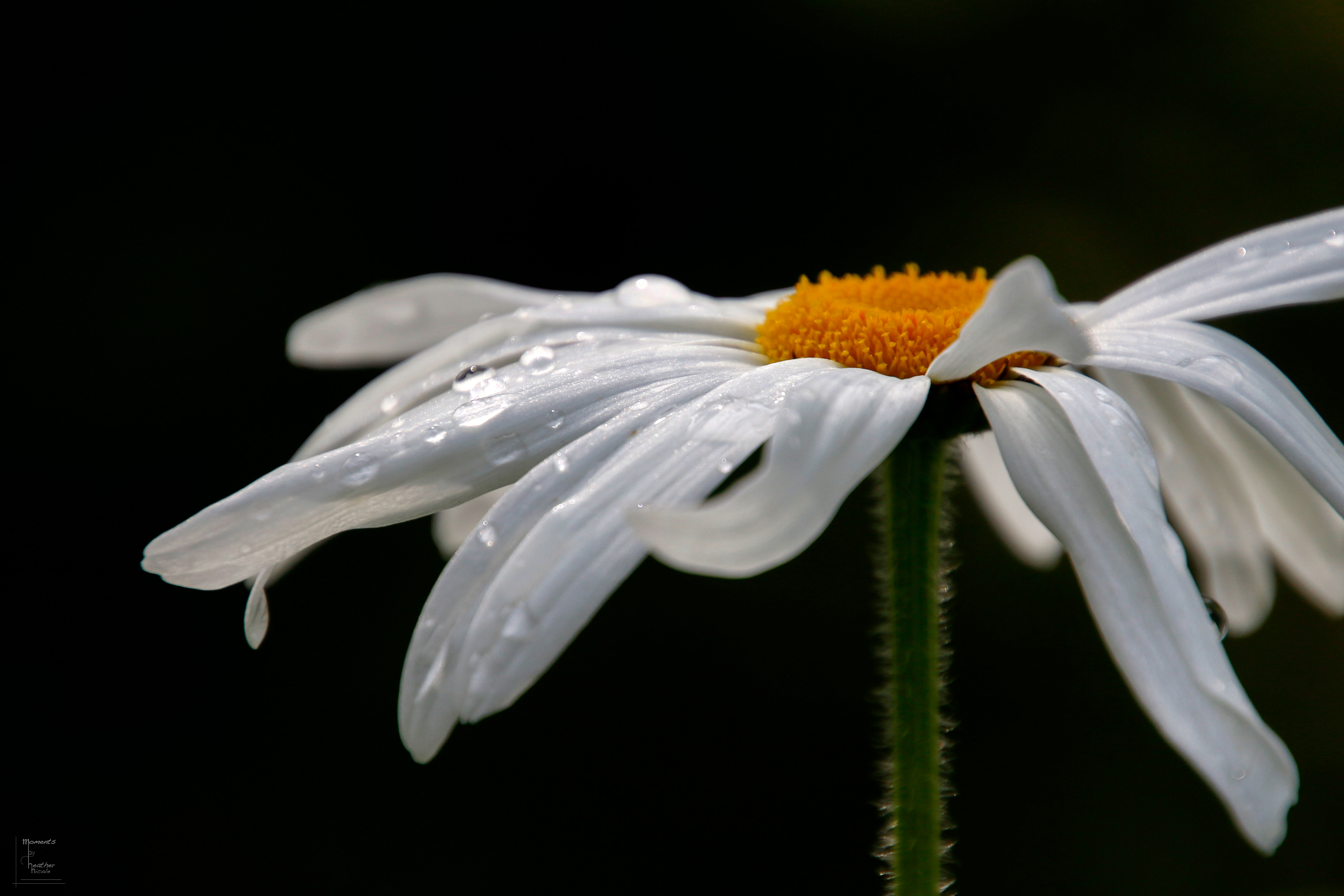 Dancing Daisy